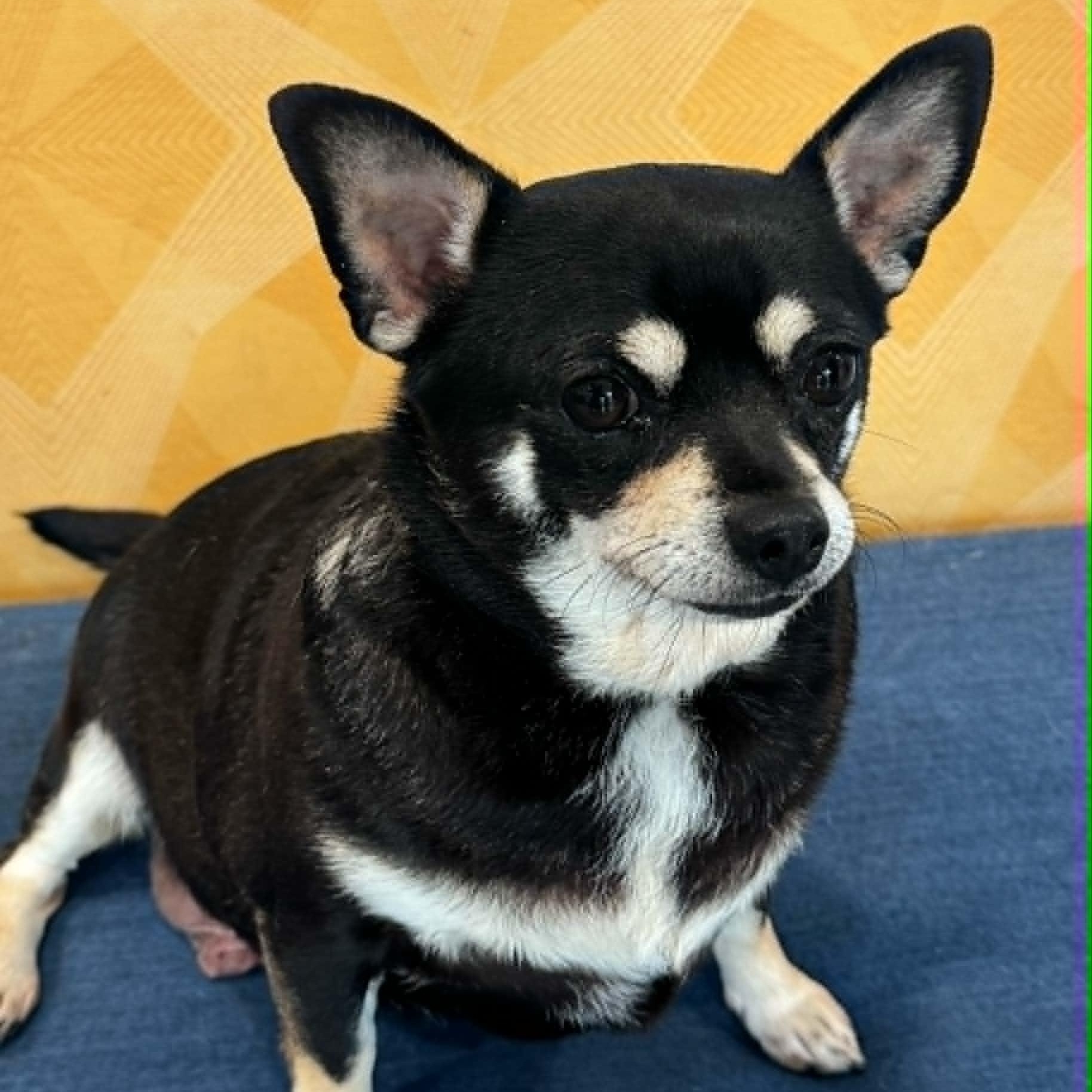 Daphne, an adopted mixed breed in Danbury, CT image 2/5