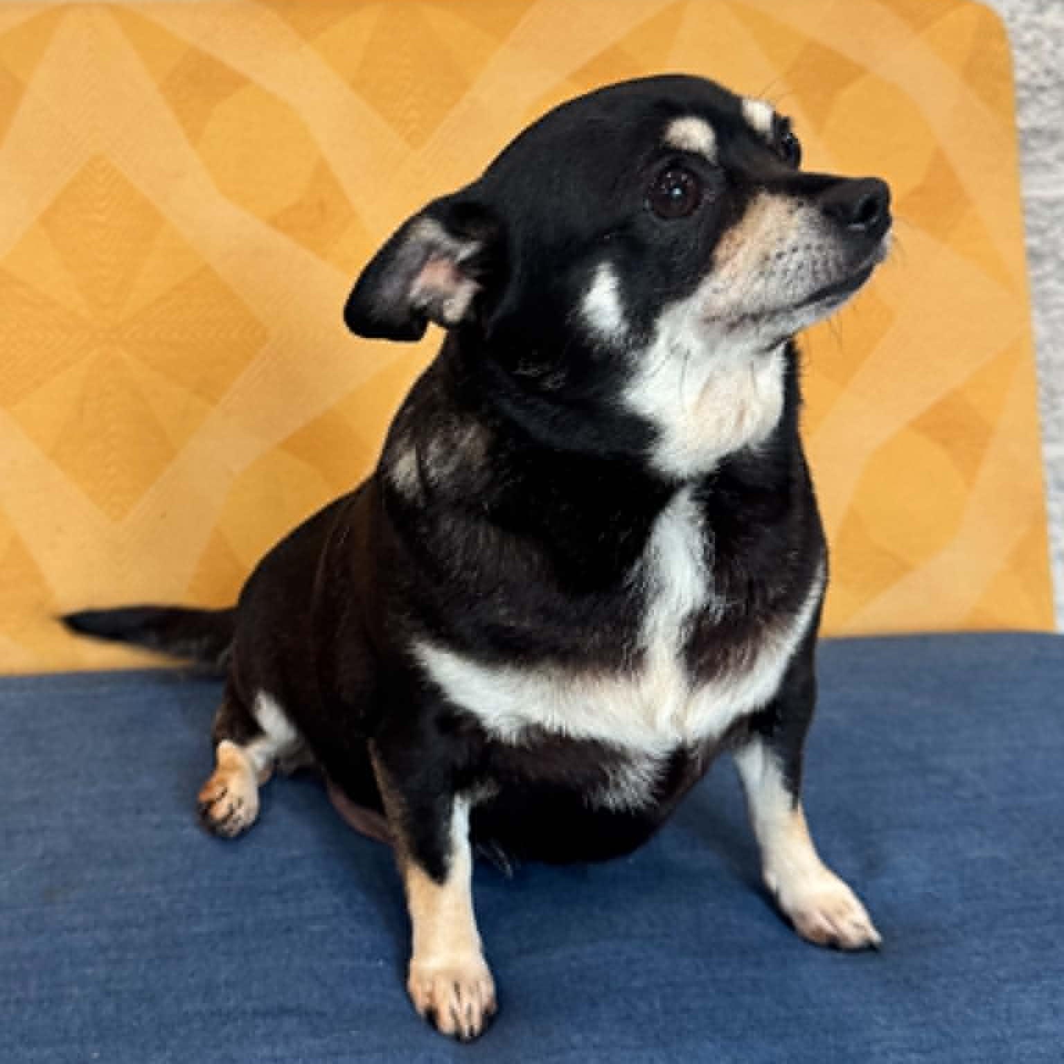 Daphne, an adopted mixed breed in Danbury, CT image 3/5
