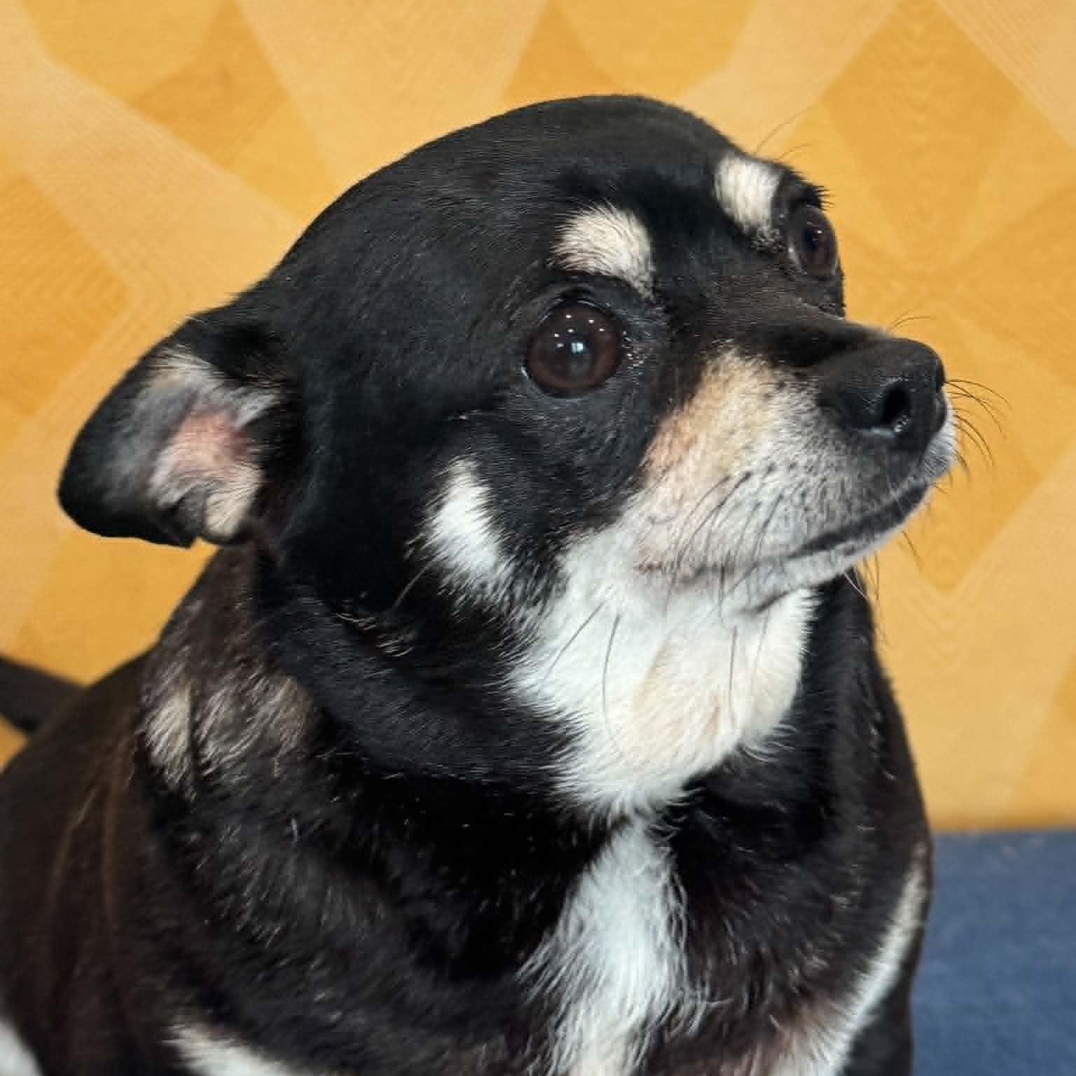Daphne, an adopted mixed breed in Danbury, CT image 1/5