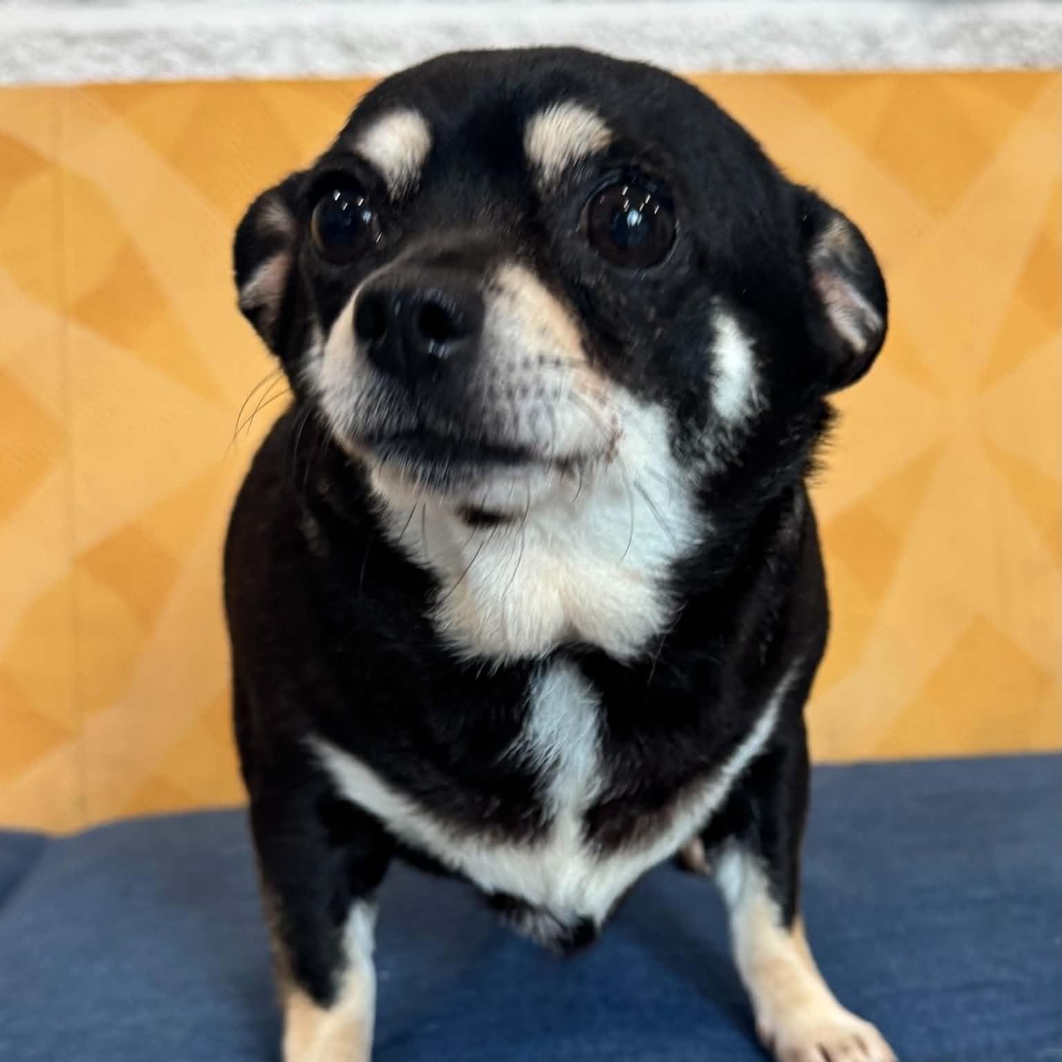 Daphne, an adopted mixed breed in Danbury, CT image 5/5