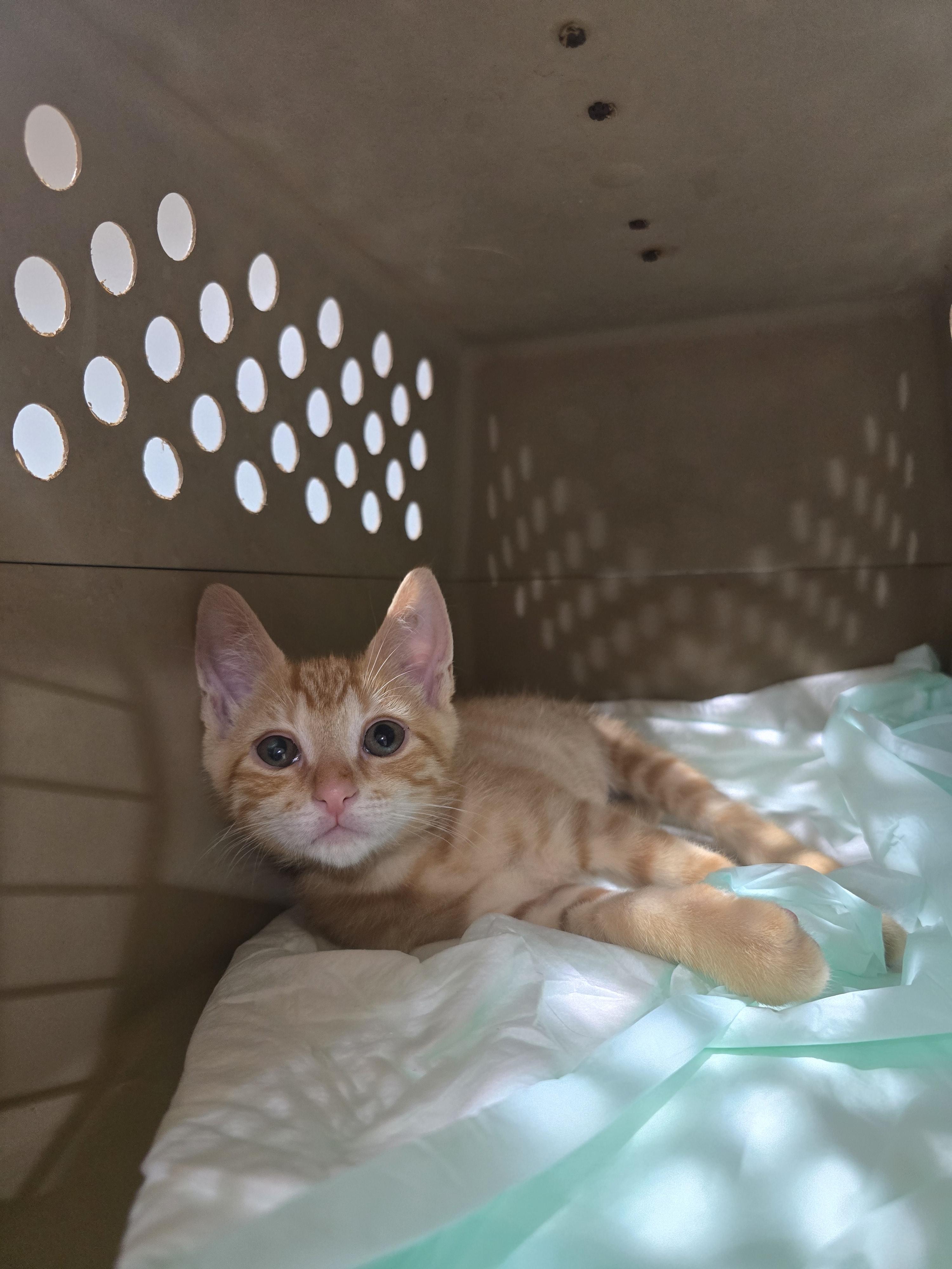 Enlarge SIR ginger Gandalf and Keanu, a Adoptable Tabby in Perth Amboy , NJ image 4/4