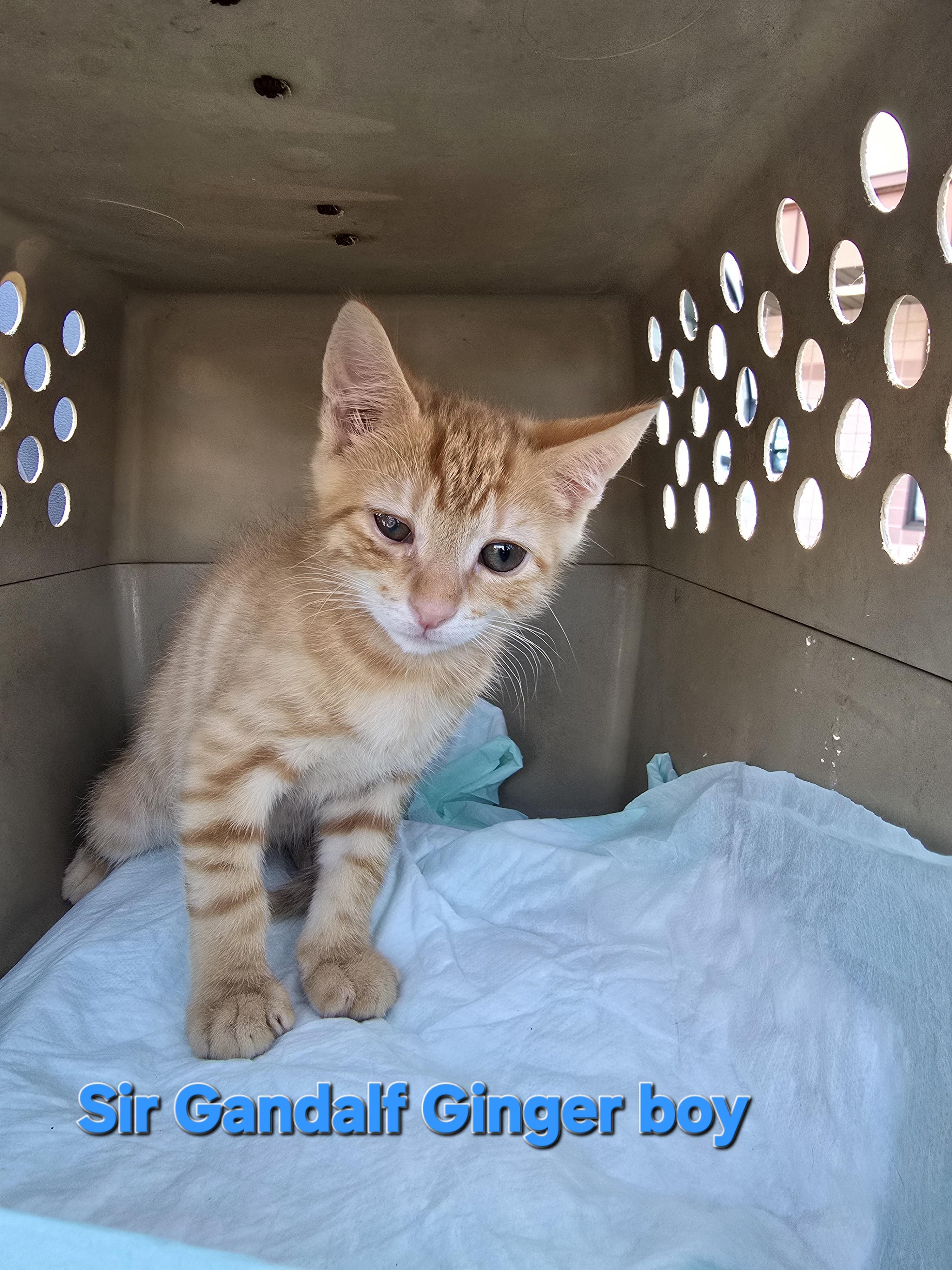 Enlarge SIR ginger Gandalf and Keanu, a Adoptable Tabby in Perth Amboy , NJ image 3/4