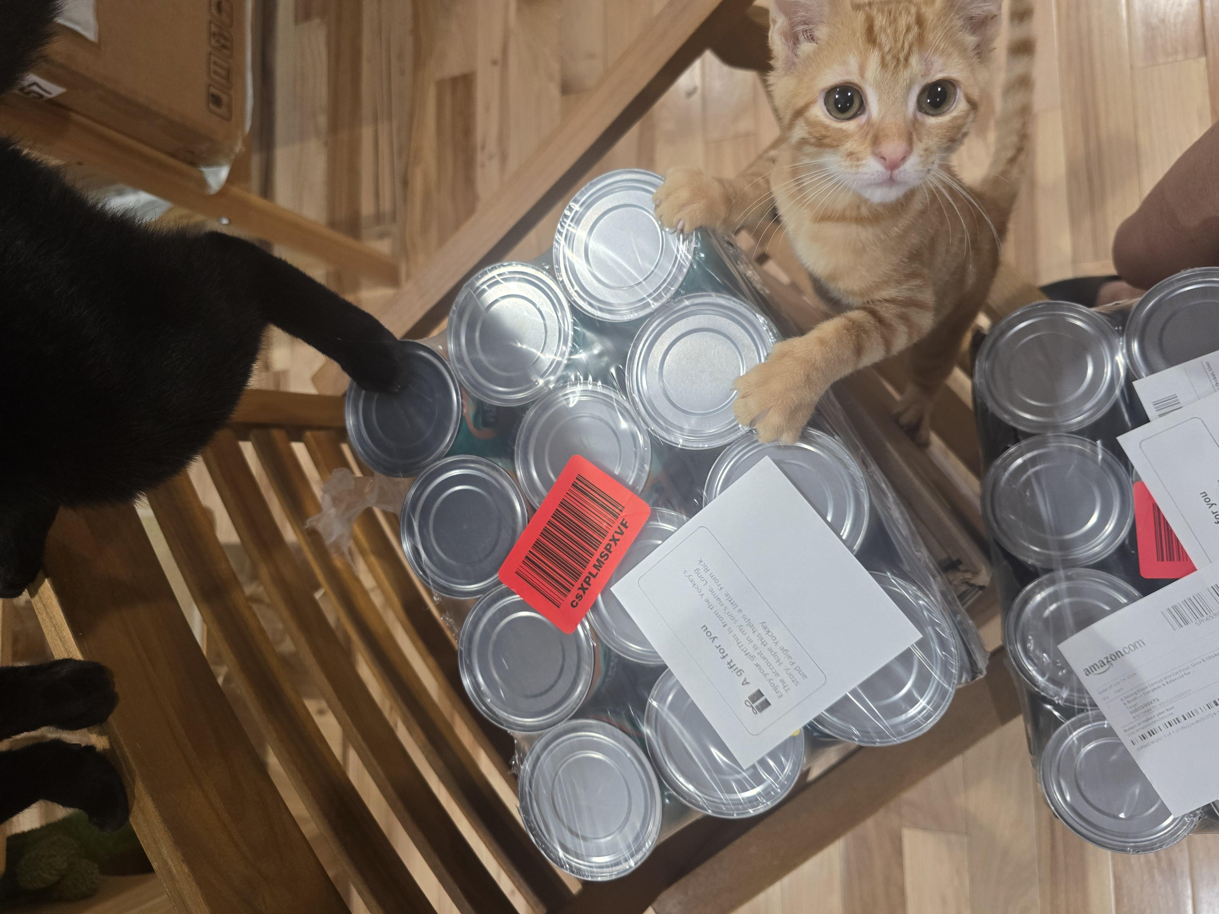 SIR ginger Gandalf and Keanu, Adoptable, Young Male Tabby.