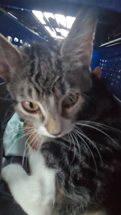 Enlarge SIR ginger Gandalf and Keanu, a Adoptable Tabby in Perth Amboy , NJ video 1/4