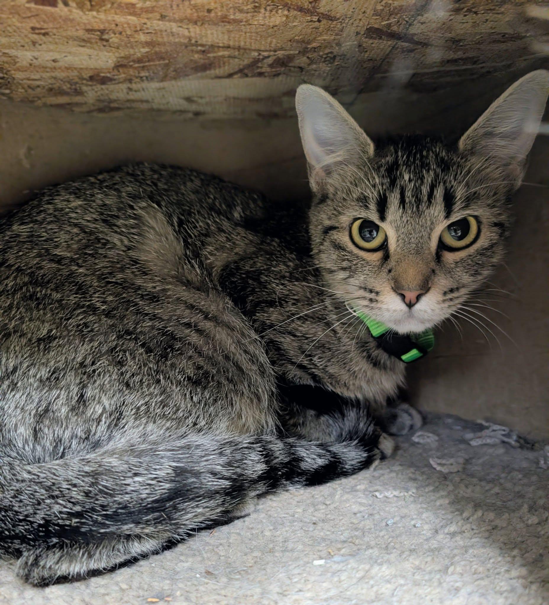 Enlarge Ozempic, a ADOPTABLE Domestic Short Hair in Newburgh, IN image 1/1