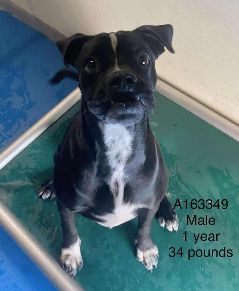 Enlarge Lurch, a Adoptable mixed breed in Calgary, AB image 1/1