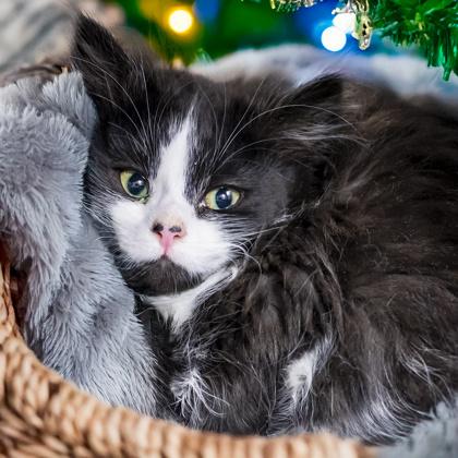 Anchovy, Adoptable, Kitten Female Domestic Medium Hair & Domestic Short Hair.