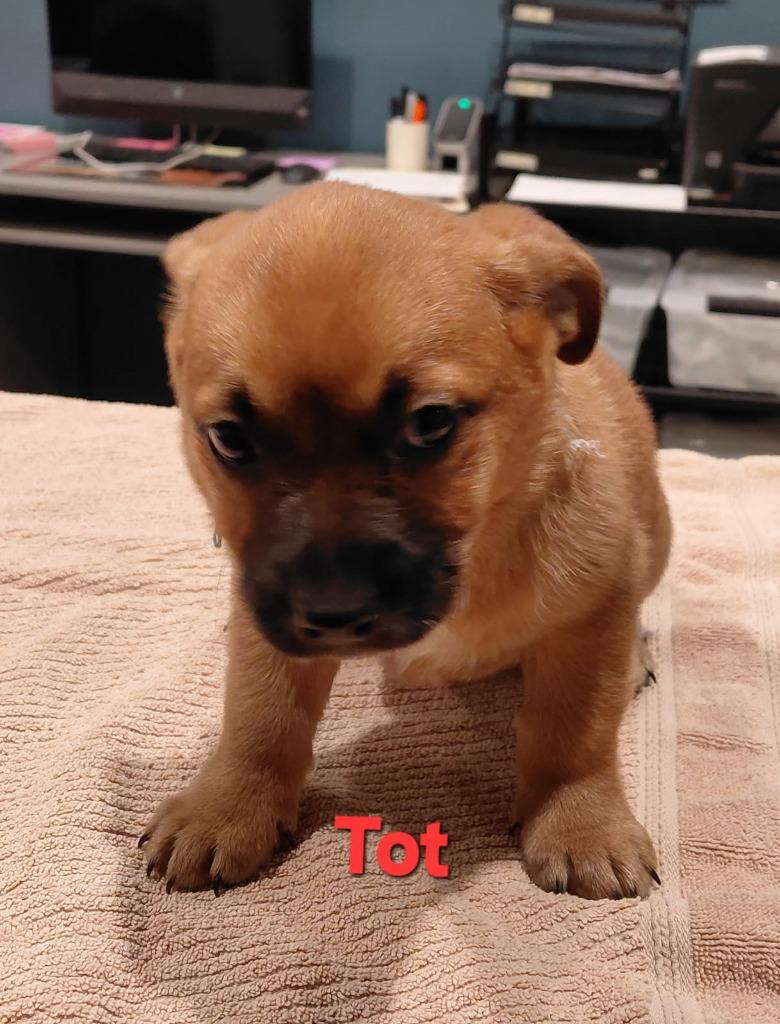 Tot-In a foster home