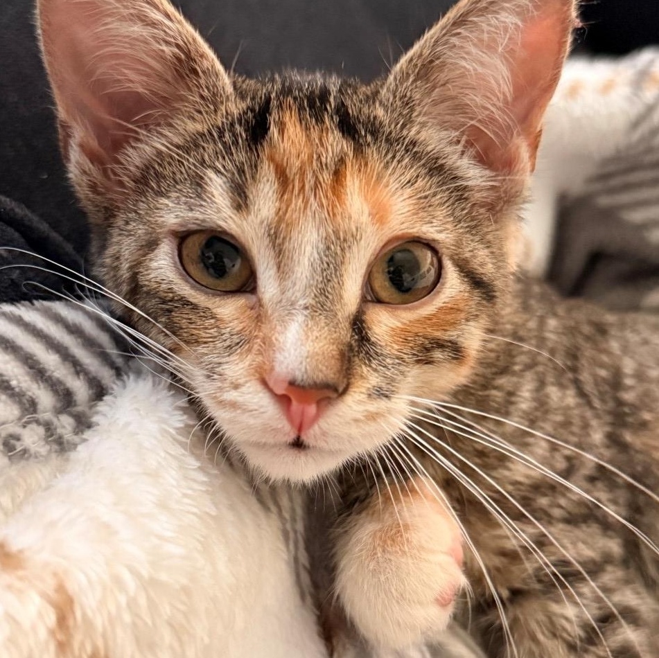 Eli Jo Lazalde, Adoptable, Kitten Female Domestic Short Hair.