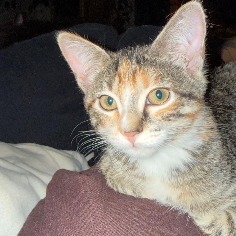 Enlarge Eli Jo Lazalde, a Adoptable mixed breed in Denver, CO image 2/5