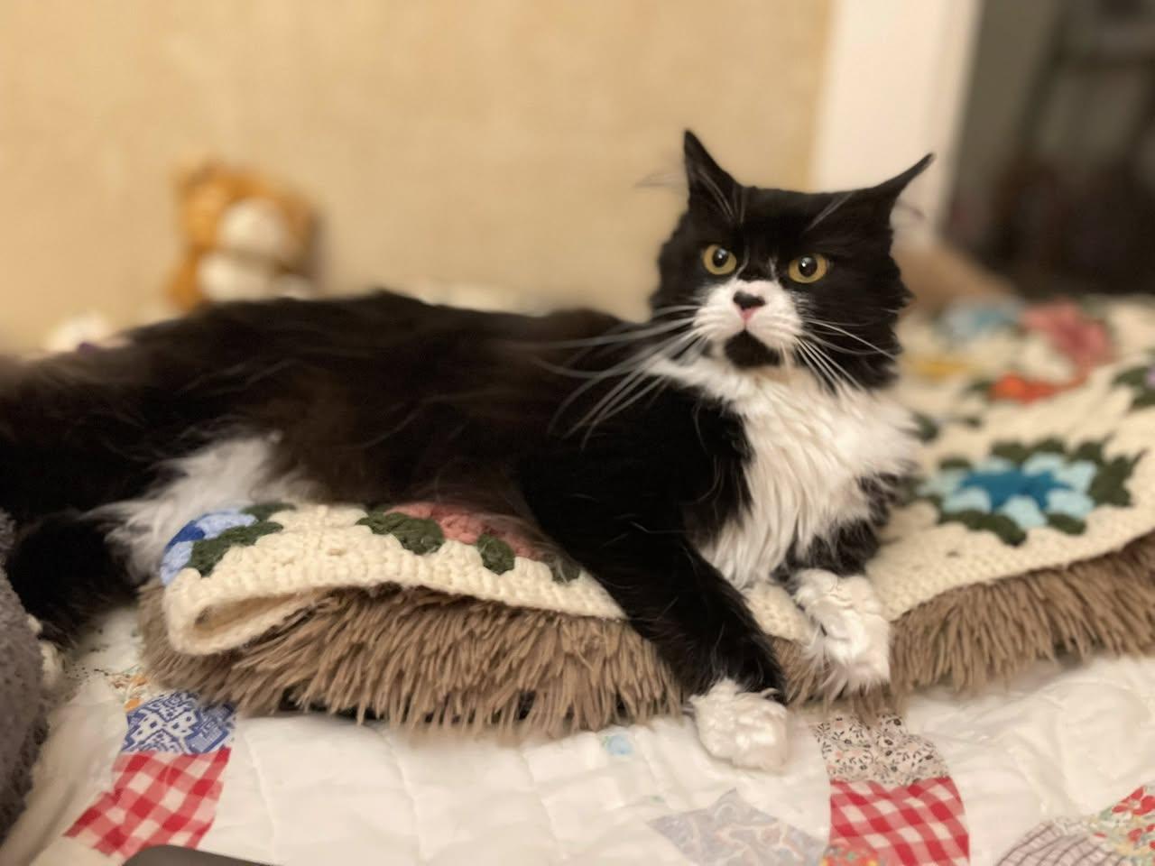 Enlarge Ramona, an adopted Domestic Long Hair in Davison, MI image 2/4