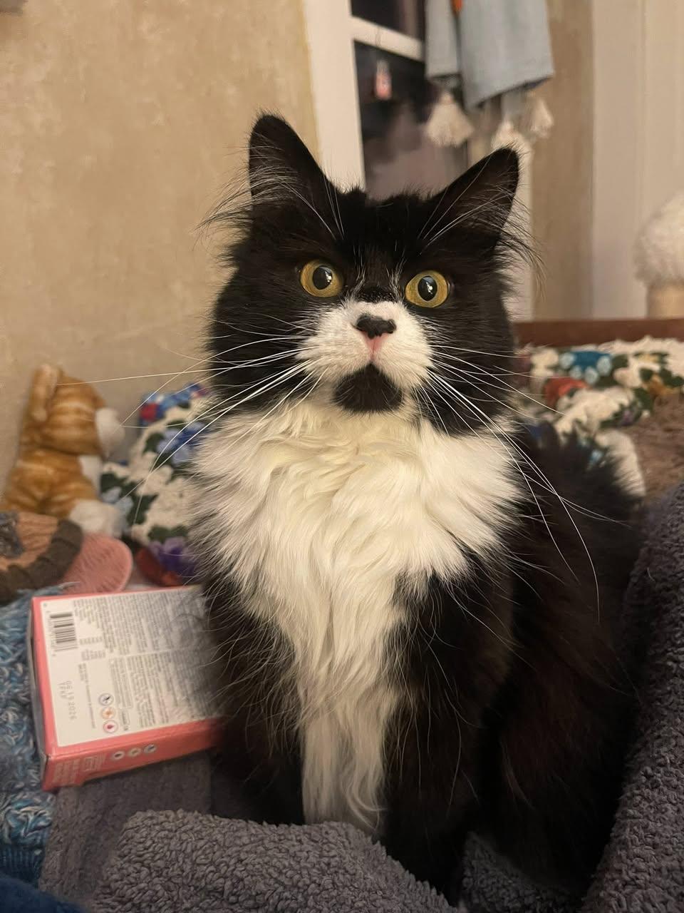 Ramona, adopted, Adult Female Domestic Long Hair.