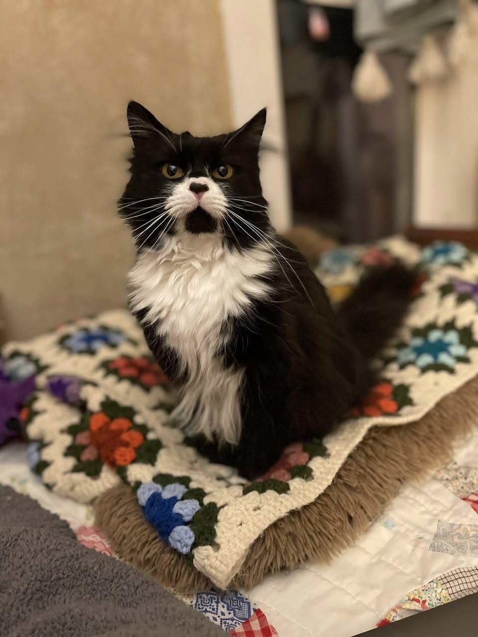 Enlarge Ramona, an adopted Domestic Long Hair in Davison, MI image 3/4