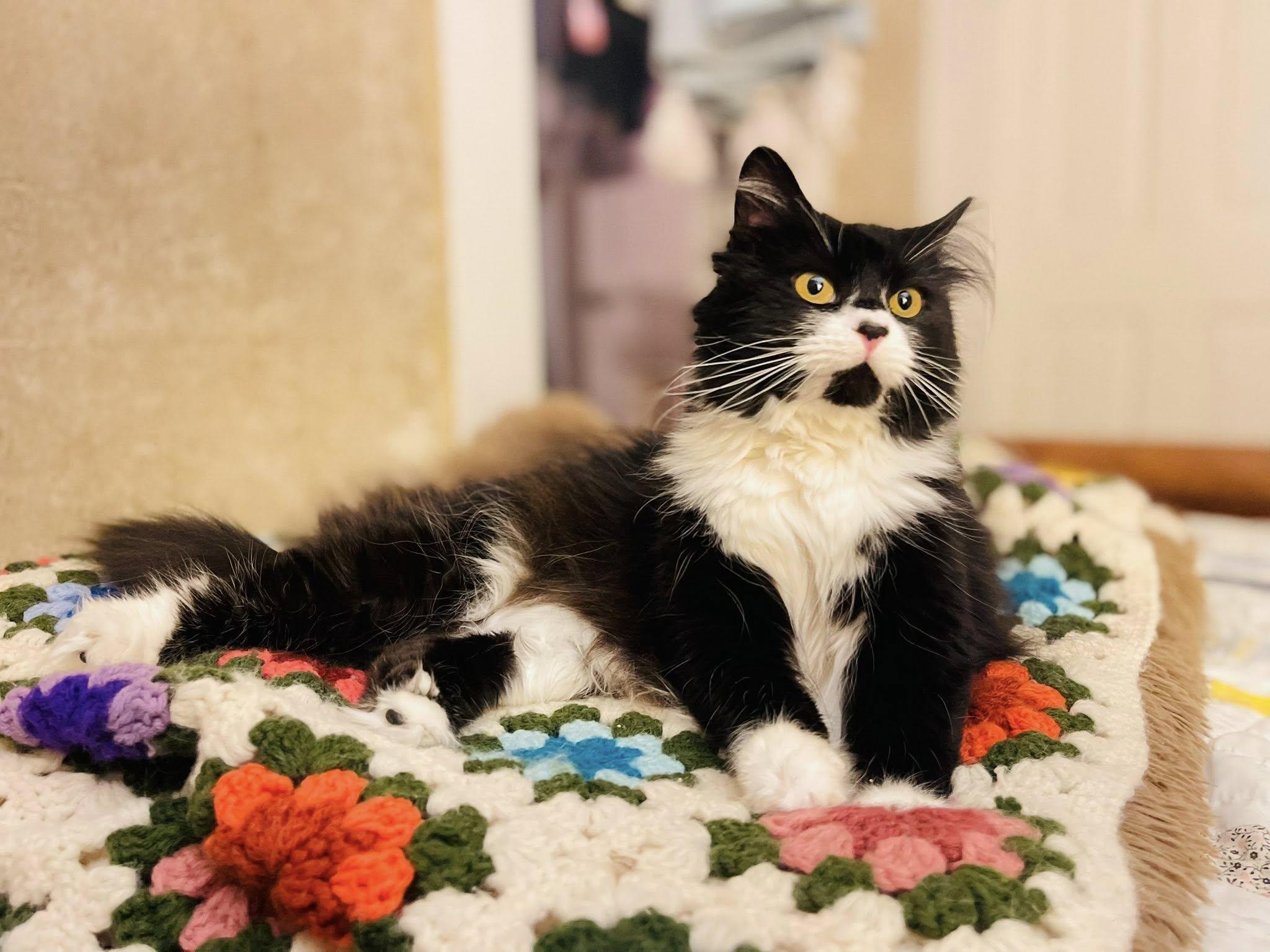 Enlarge Ramona, an adopted Domestic Long Hair in Davison, MI image 4/4