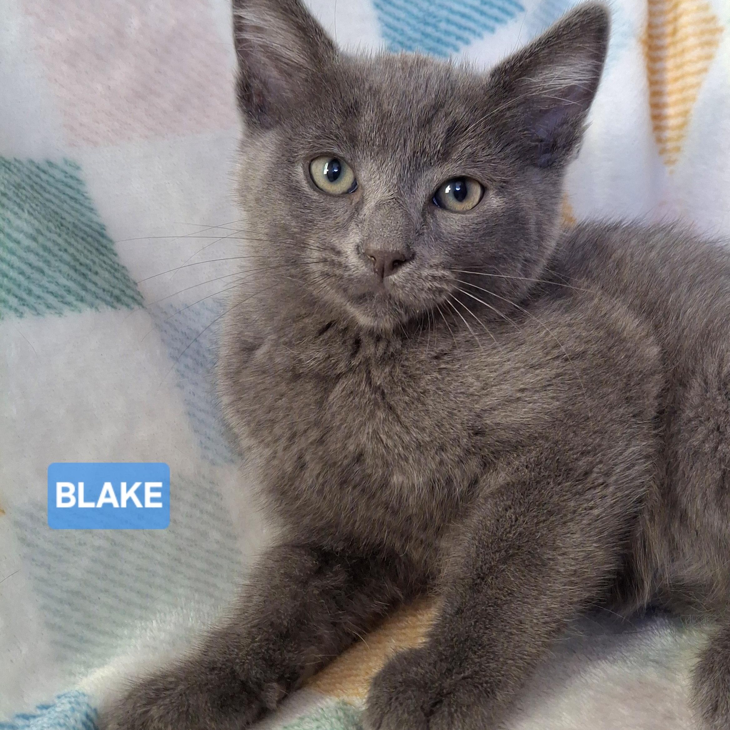 Blake, adopted, Kitten Male Russian Blue & Domestic Short Hair.
