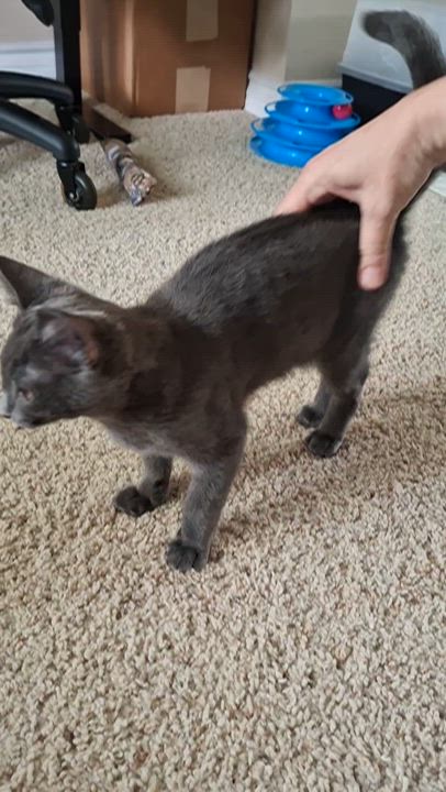 Enlarge Blake, an adopted mixed breed in Fullerton, CA video 6/6