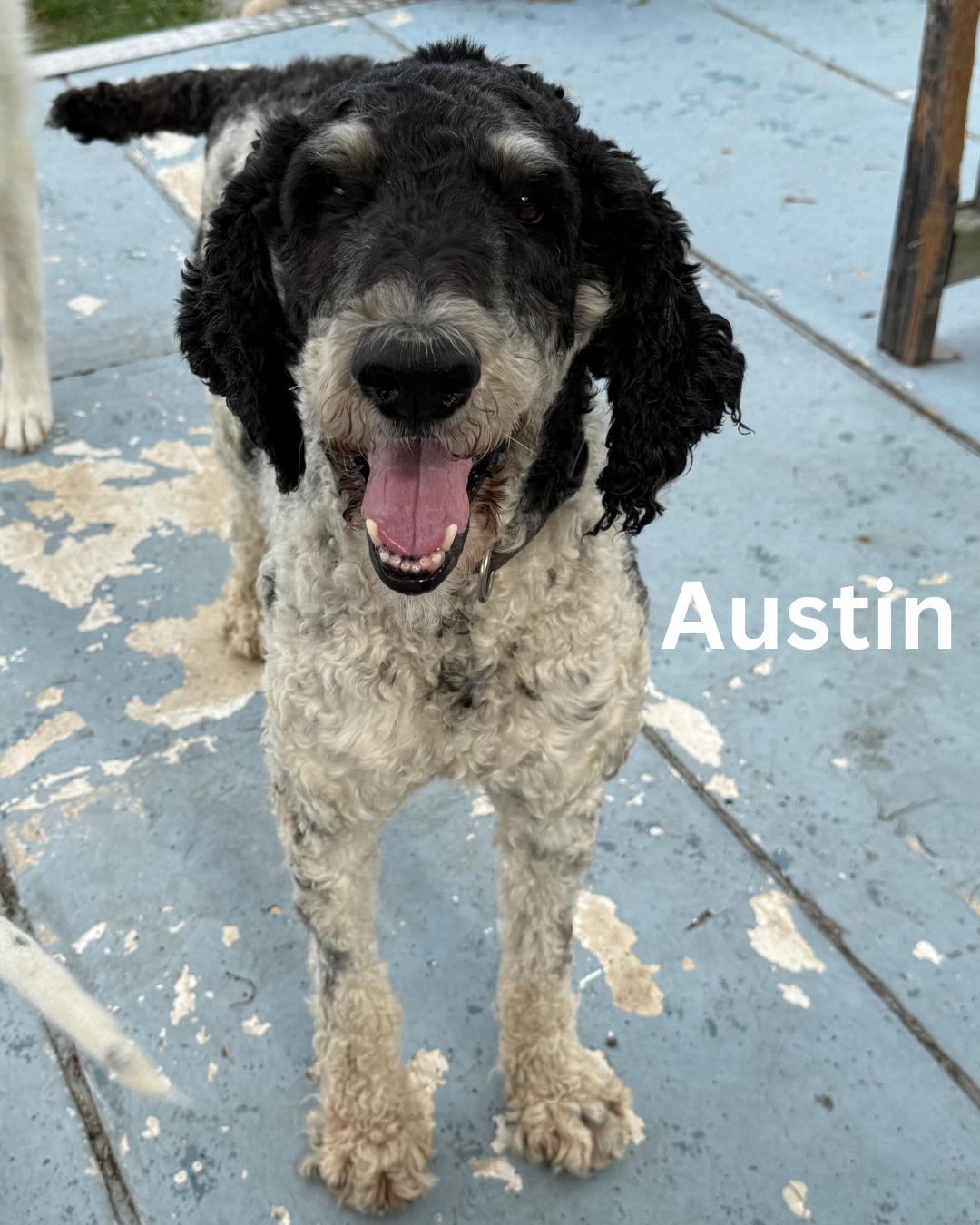 Austin