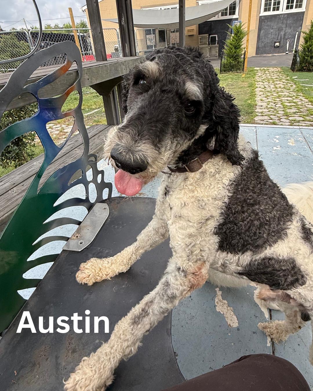 Austin