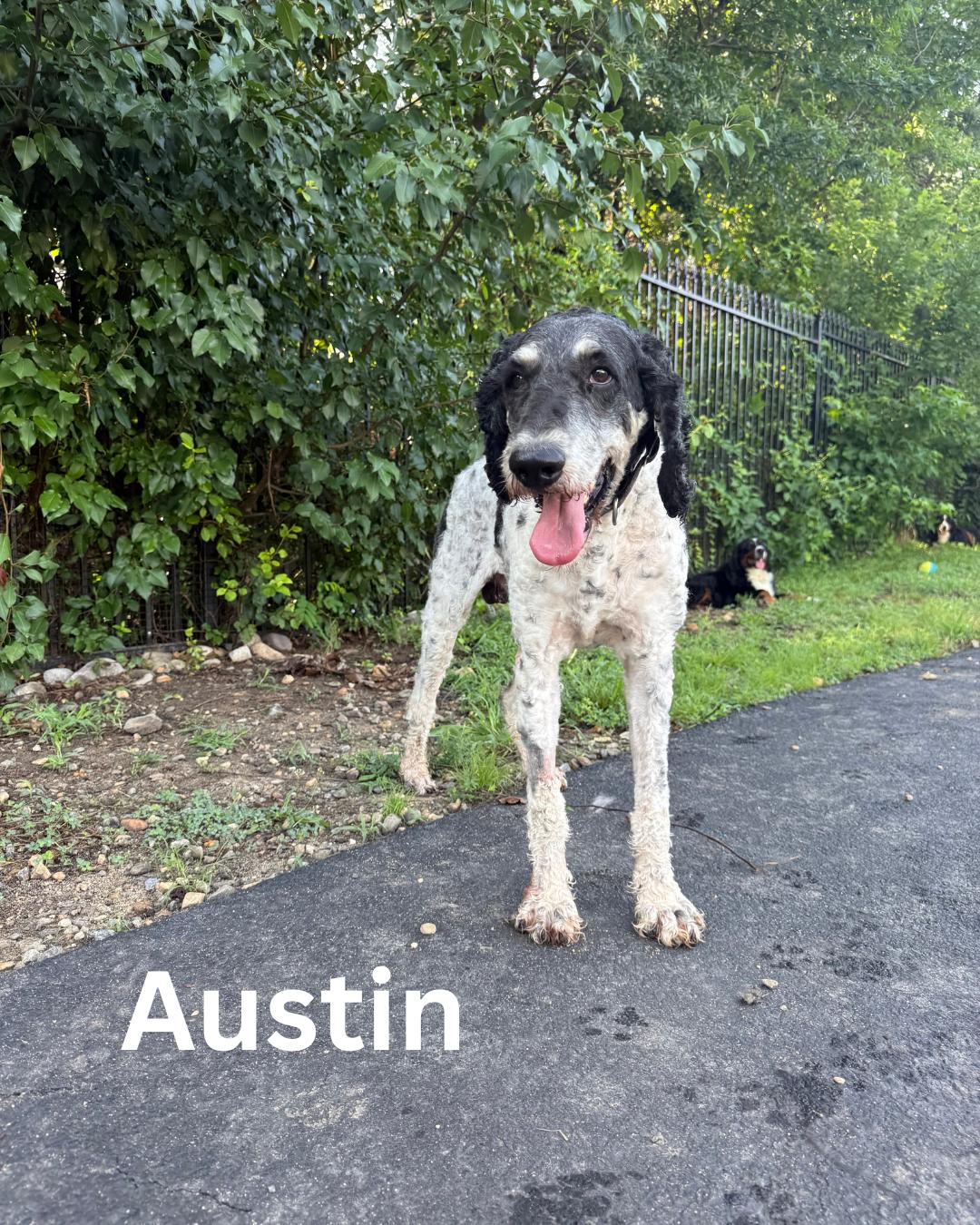 Austin