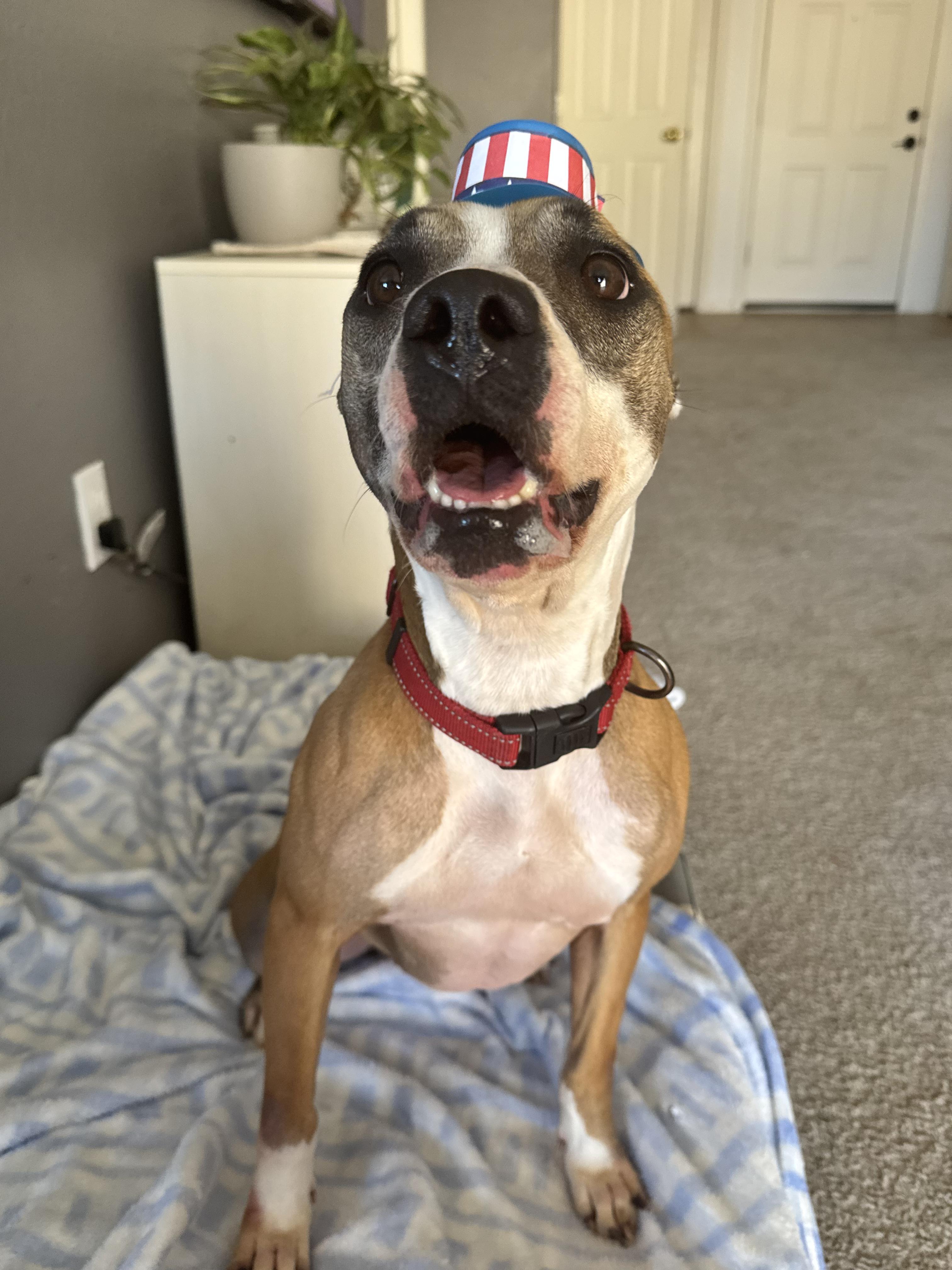 Enlarge Jaxon, a Adoptable mixed breed in San Tan Valley, AZ image 1/3