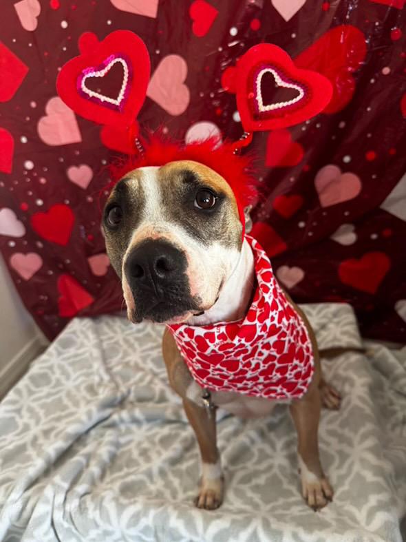 Enlarge Jaxon, a Adoptable mixed breed in San Tan Valley, AZ image 2/3