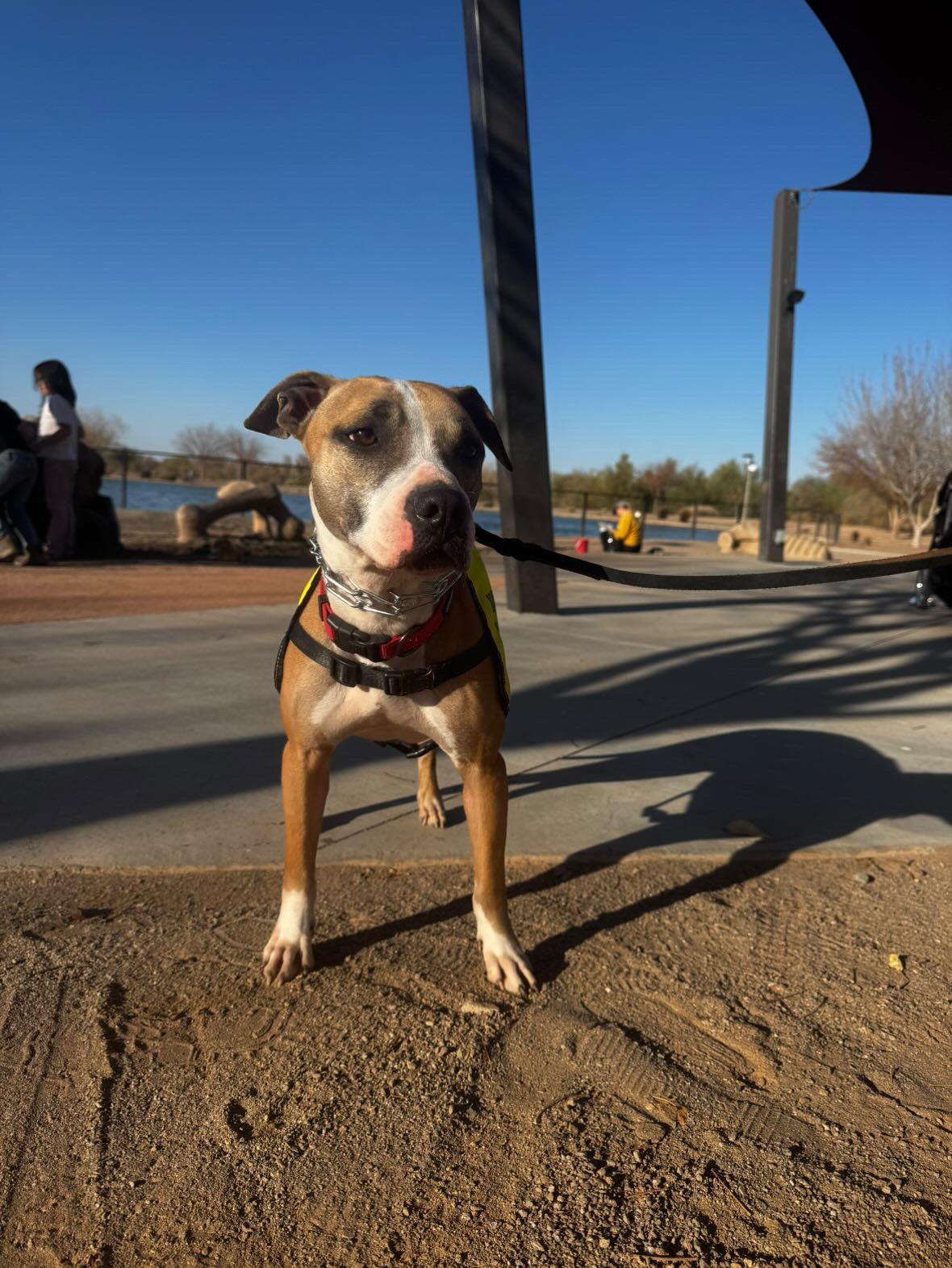 Enlarge Jaxon, a Adoptable mixed breed in San Tan Valley, AZ image 3/3