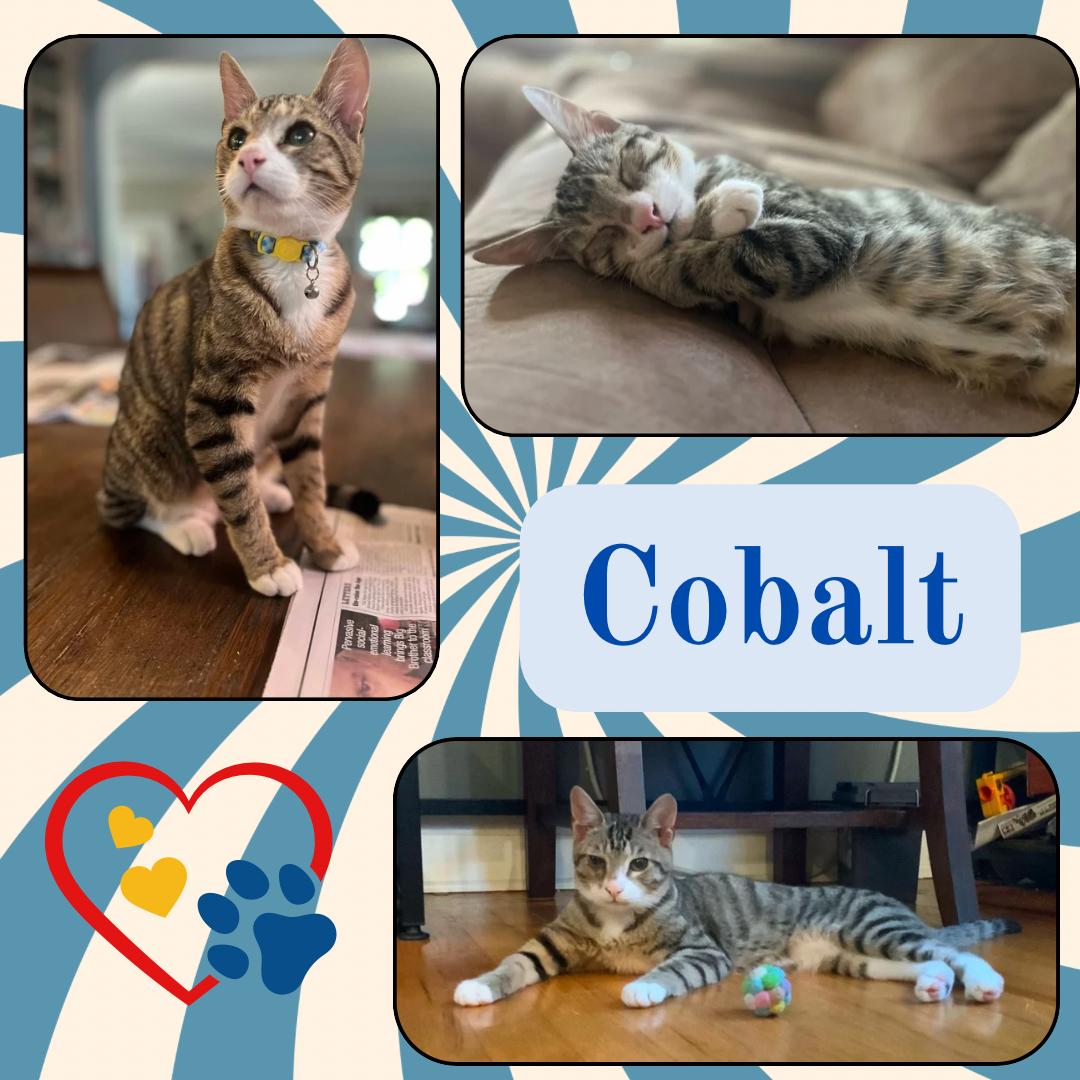 Cobalt, adopted, Kitten Male Domestic Short Hair.