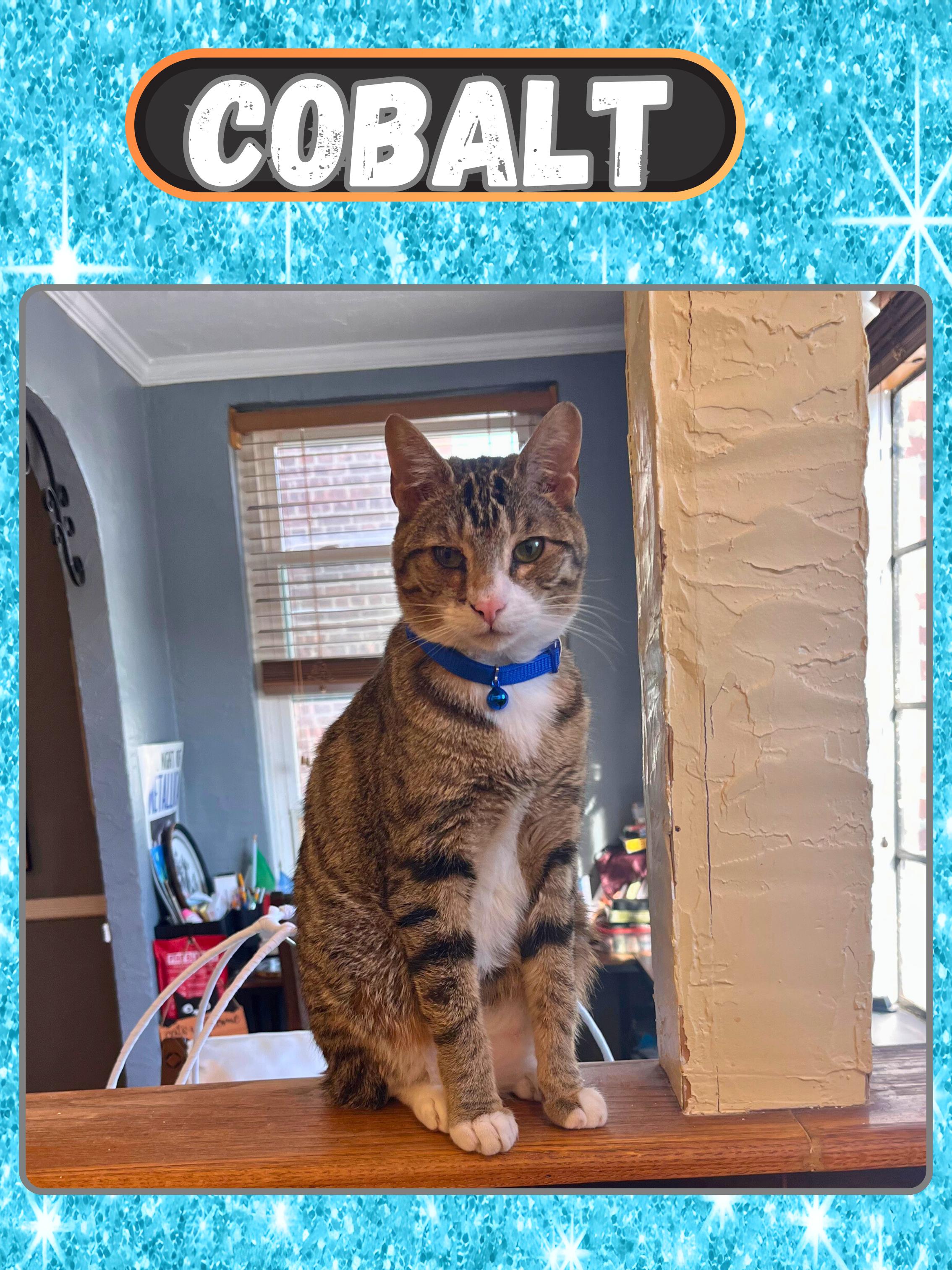 Enlarge Cobalt, an adopted Domestic Short Hair in Bronx, NY image 2/2