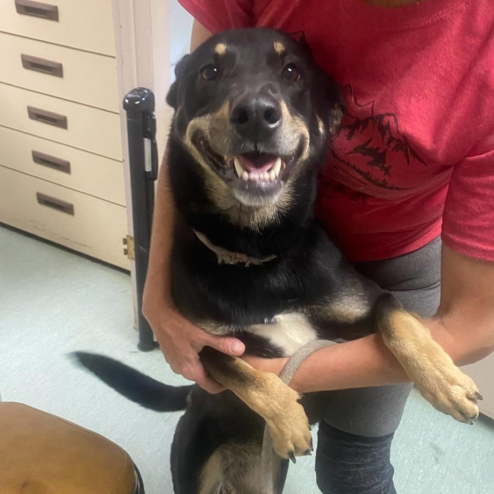 Blossom, an adoptable Shepherd in Craig, CO, 81625 | Photo Image 1