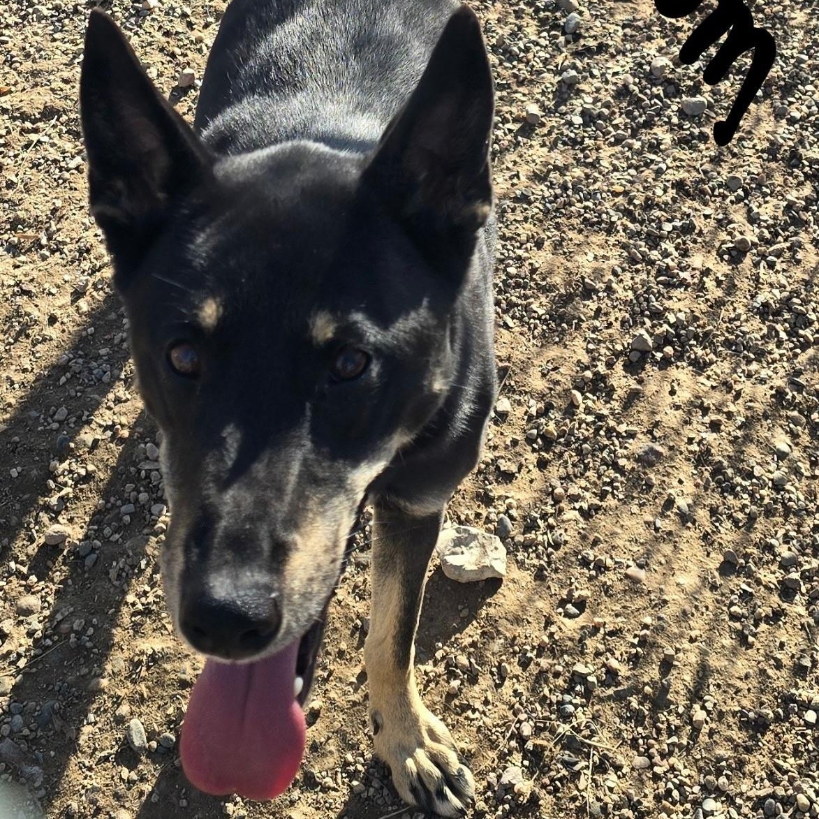 Blossom, an adoptable Shepherd in Craig, CO, 81625 | Photo Image 2