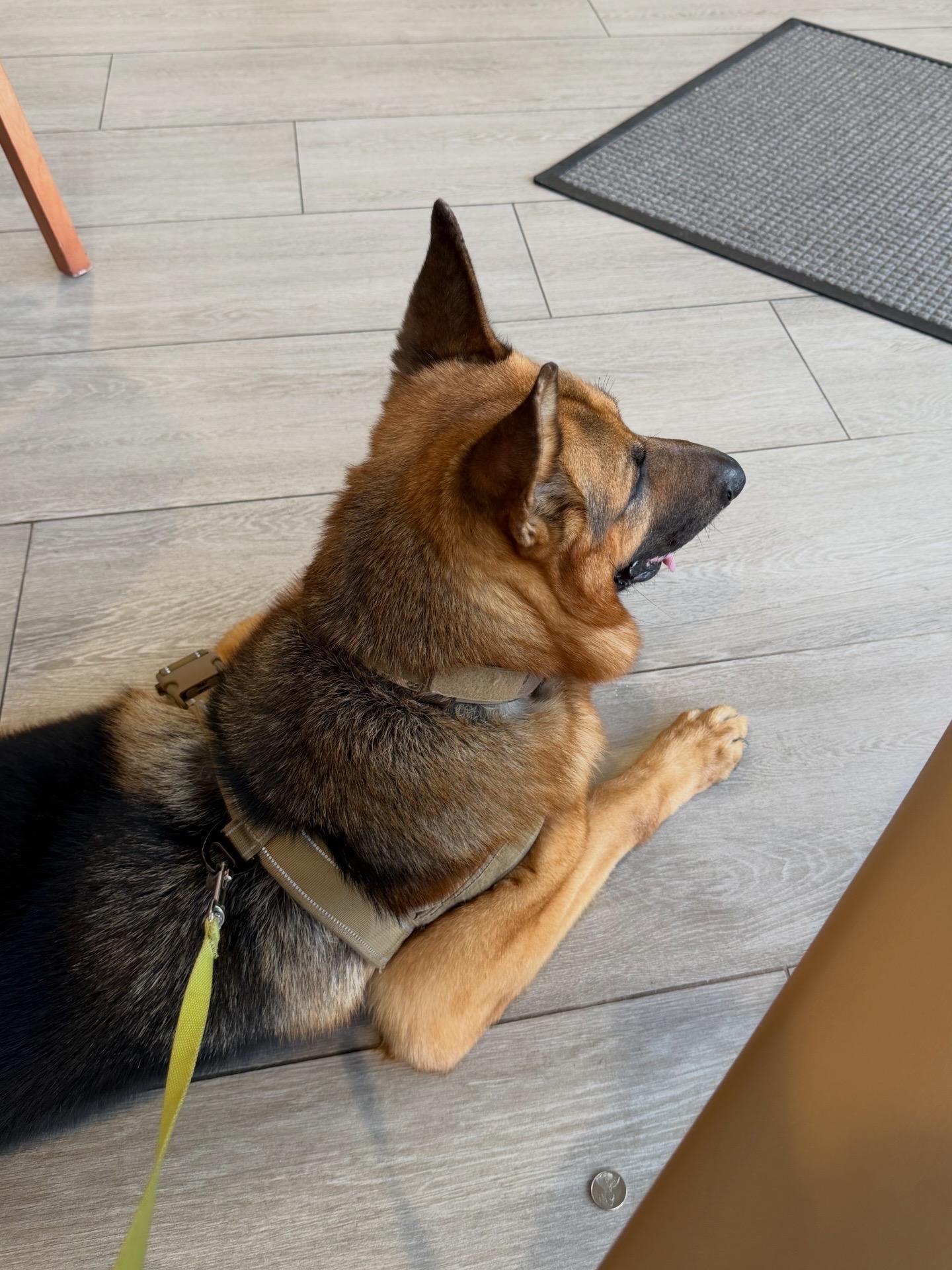 Enlarge Taz, an adopted German Shepherd Dog in Port Saint Lucie, FL image 3/3