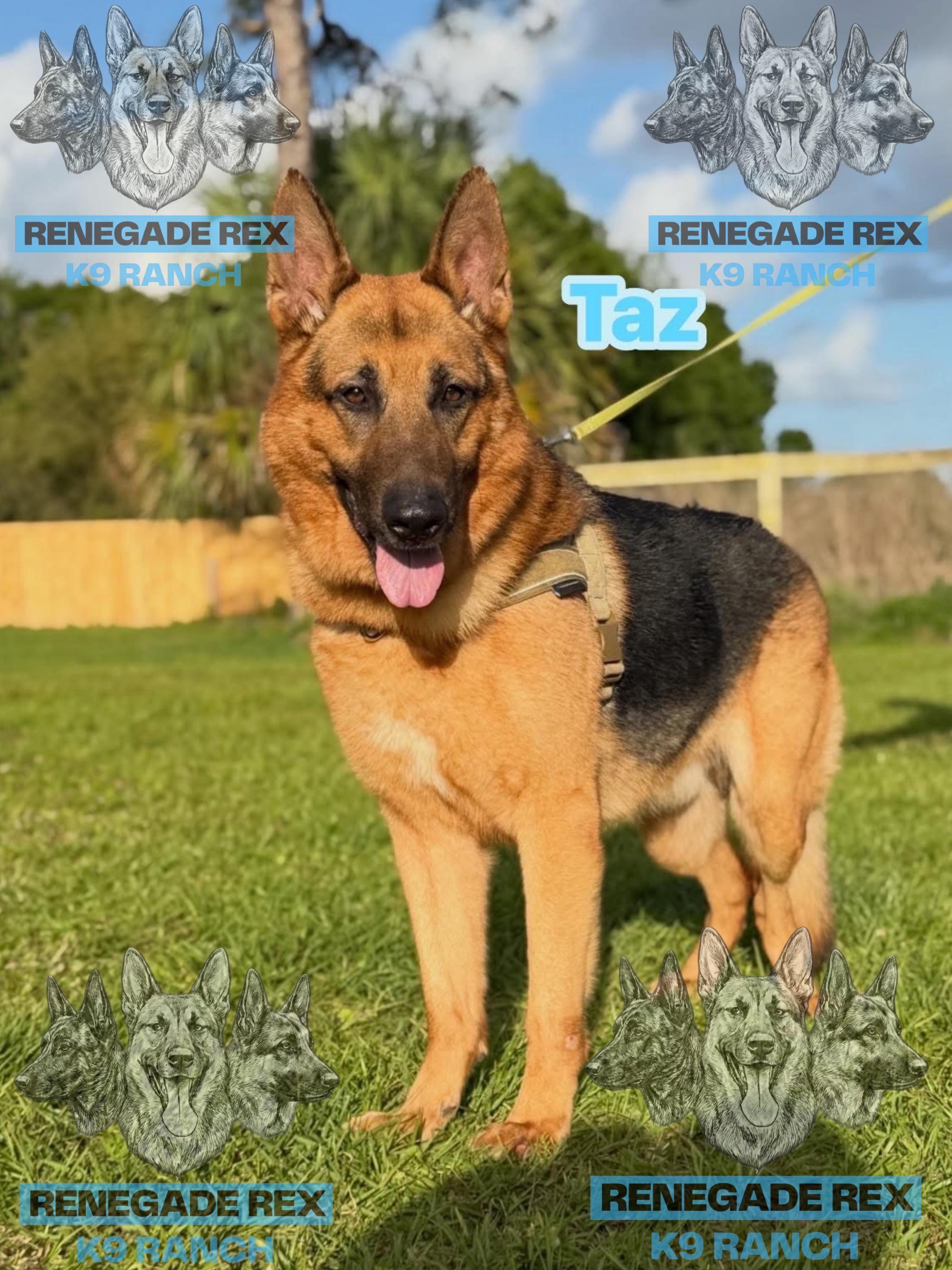 Enlarge Taz, an adopted German Shepherd Dog in Port Saint Lucie, FL image 1/3