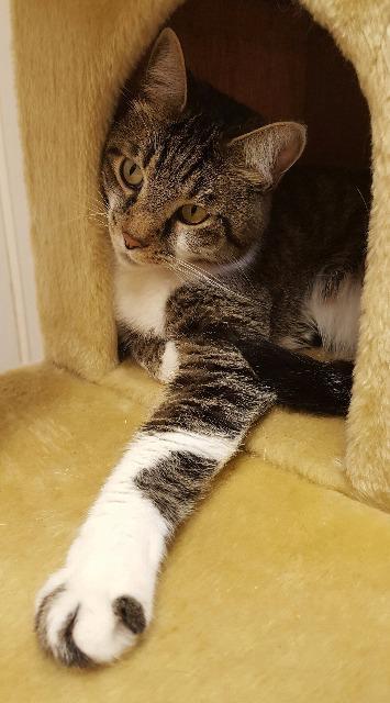 Milo, Adopted, Senior Male Domestic Short Hair.