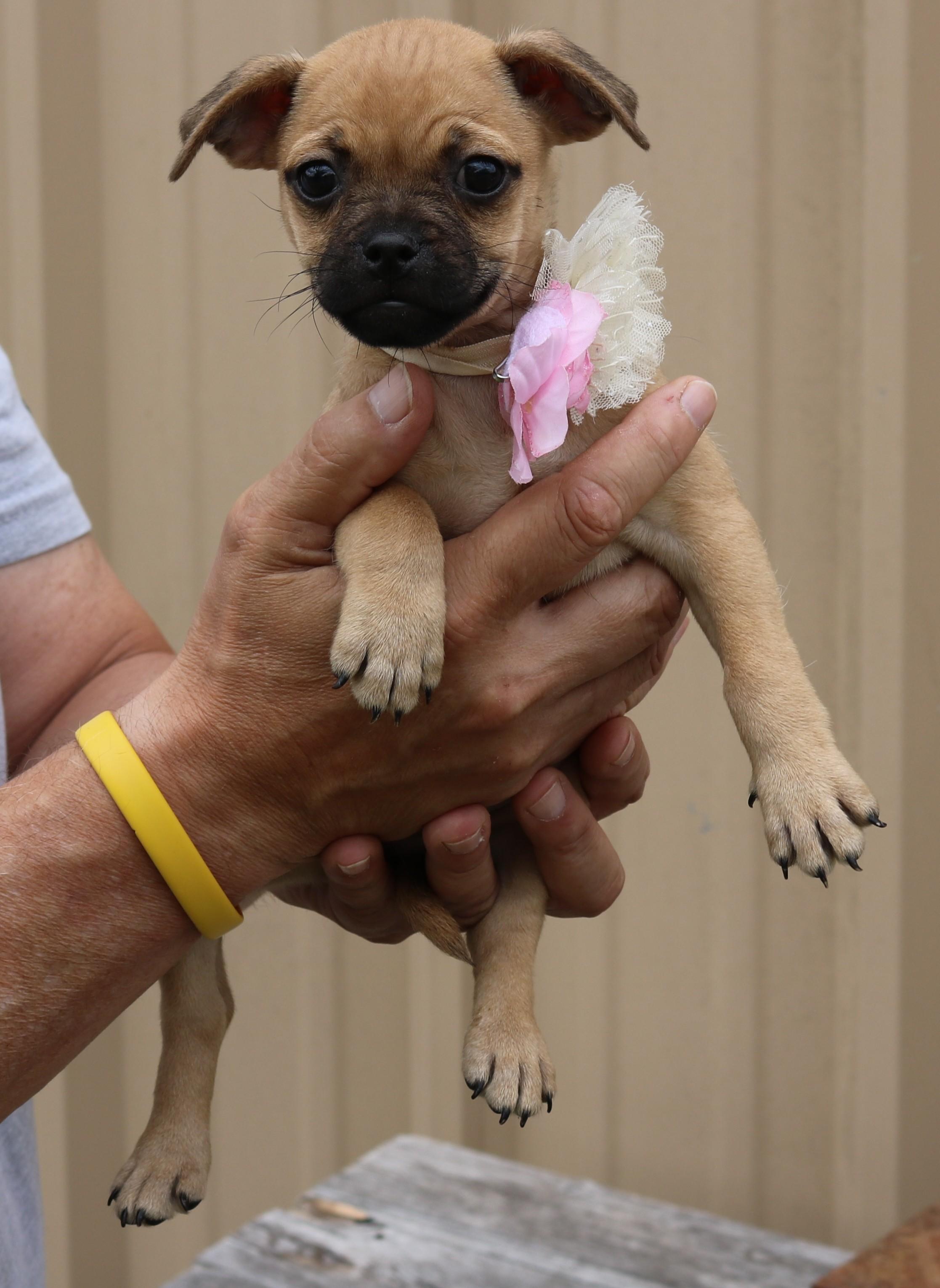 Enlarge Kiwi, a ADOPTABLE mixed breed in Bandera, TX image 4/5