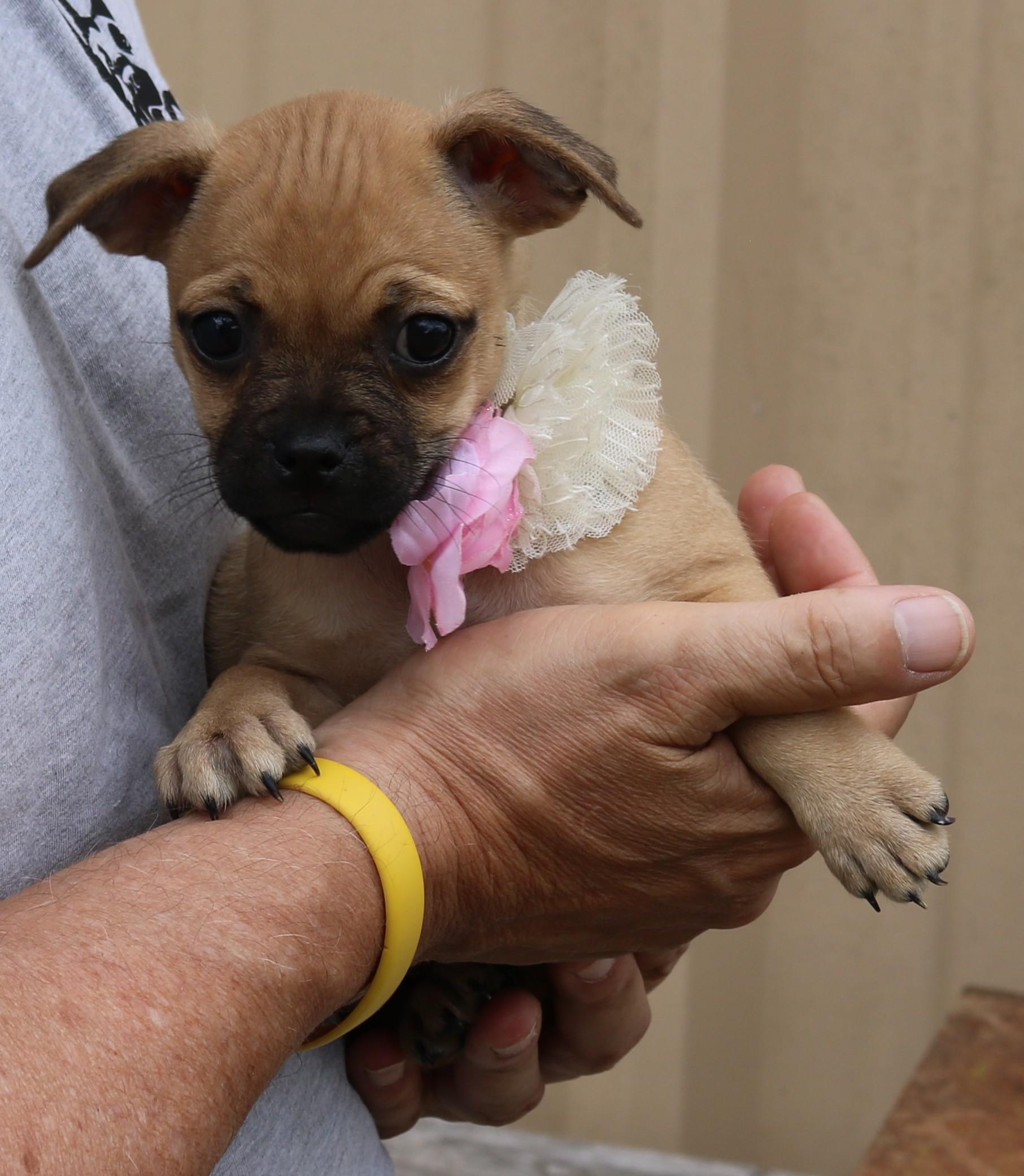 Enlarge Kiwi, a ADOPTABLE mixed breed in Bandera, TX image 3/5