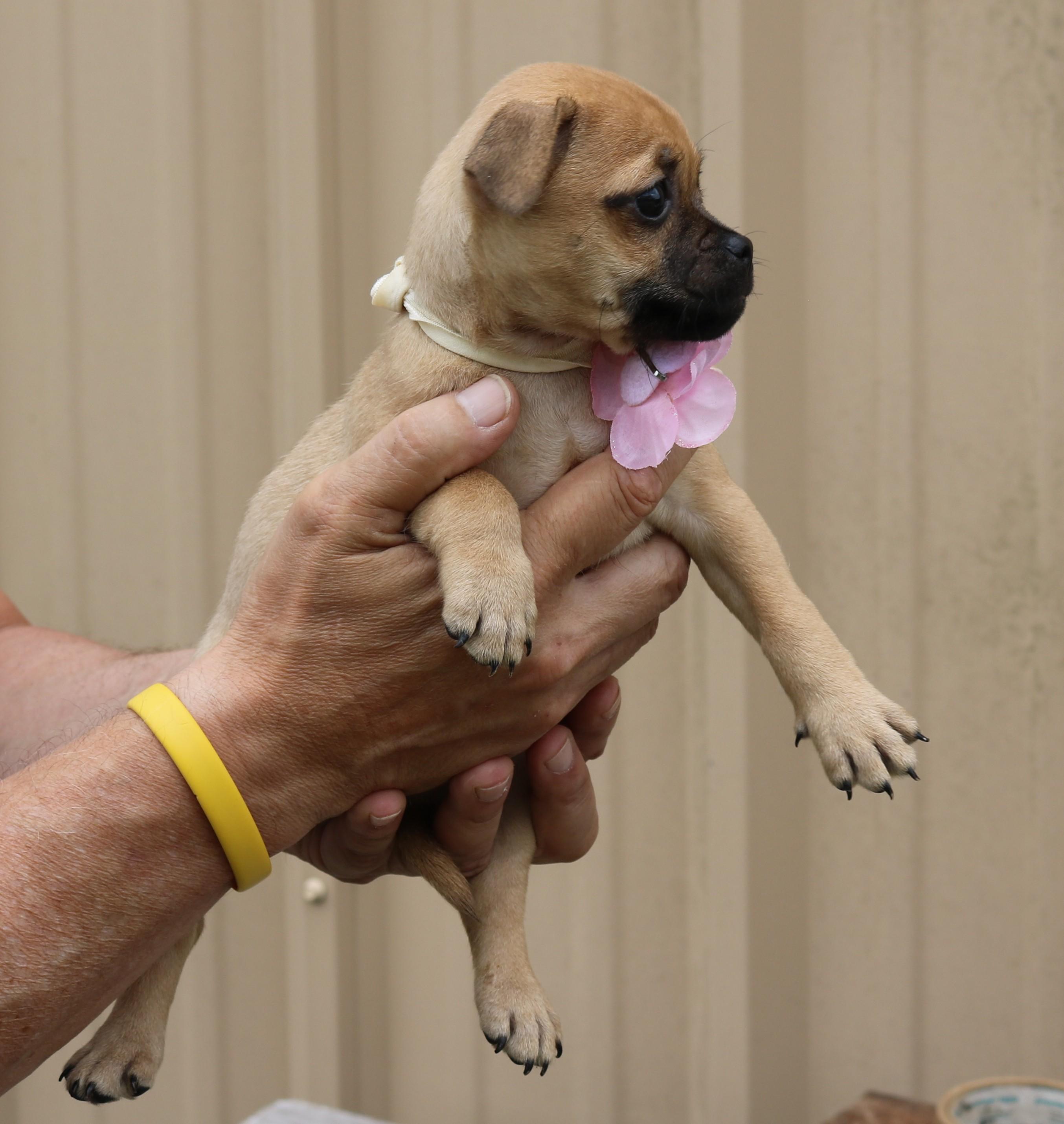 Enlarge Kiwi, a ADOPTABLE mixed breed in Bandera, TX image 5/5