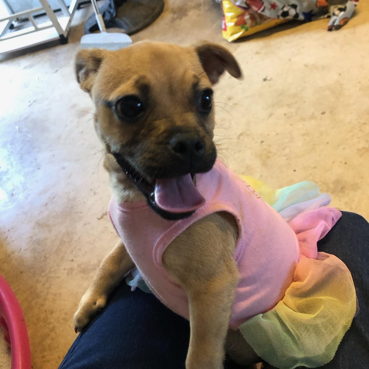 Enlarge Kiwi, a ADOPTABLE mixed breed in Bandera, TX image 2/5