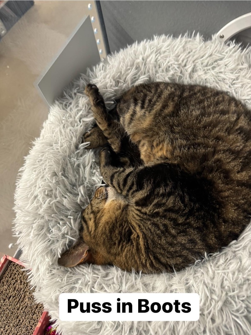 Puss in Boots, an adoptable Domestic Short Hair in Staten Island, NY image 2/6