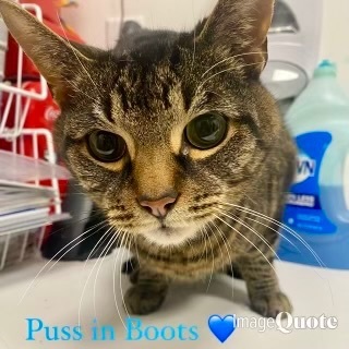 Puss in Boots, adoptable, Adult Male Domestic Short Hair.