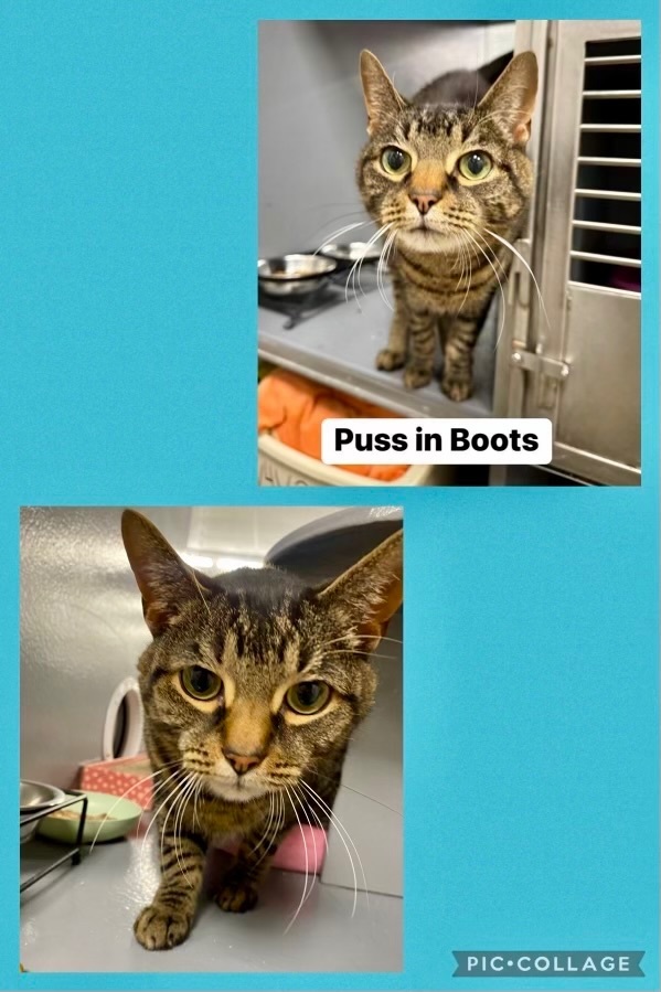 Puss in Boots, an adoptable Domestic Short Hair in Staten Island, NY image 3/6