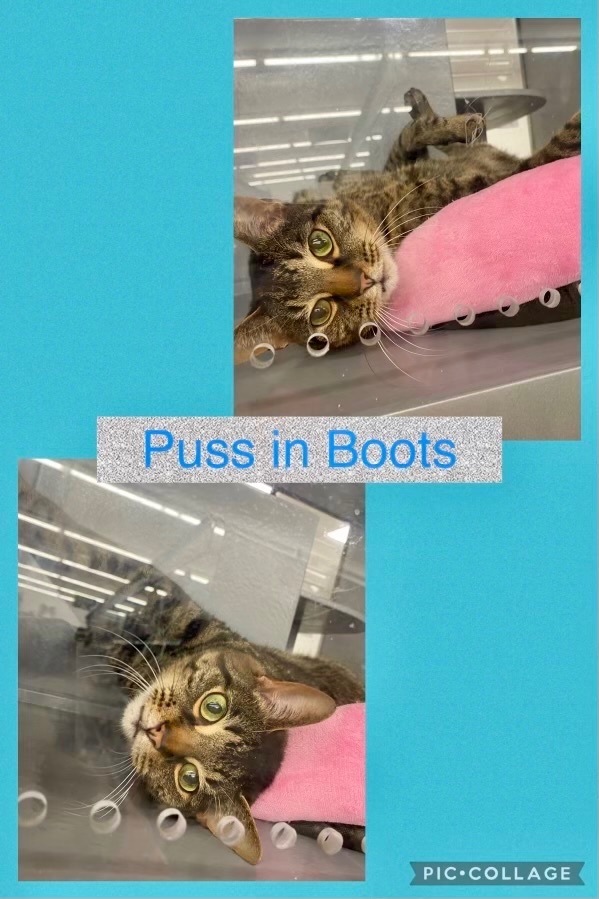Puss in Boots, an adoptable Domestic Short Hair in Staten Island, NY image 4/6