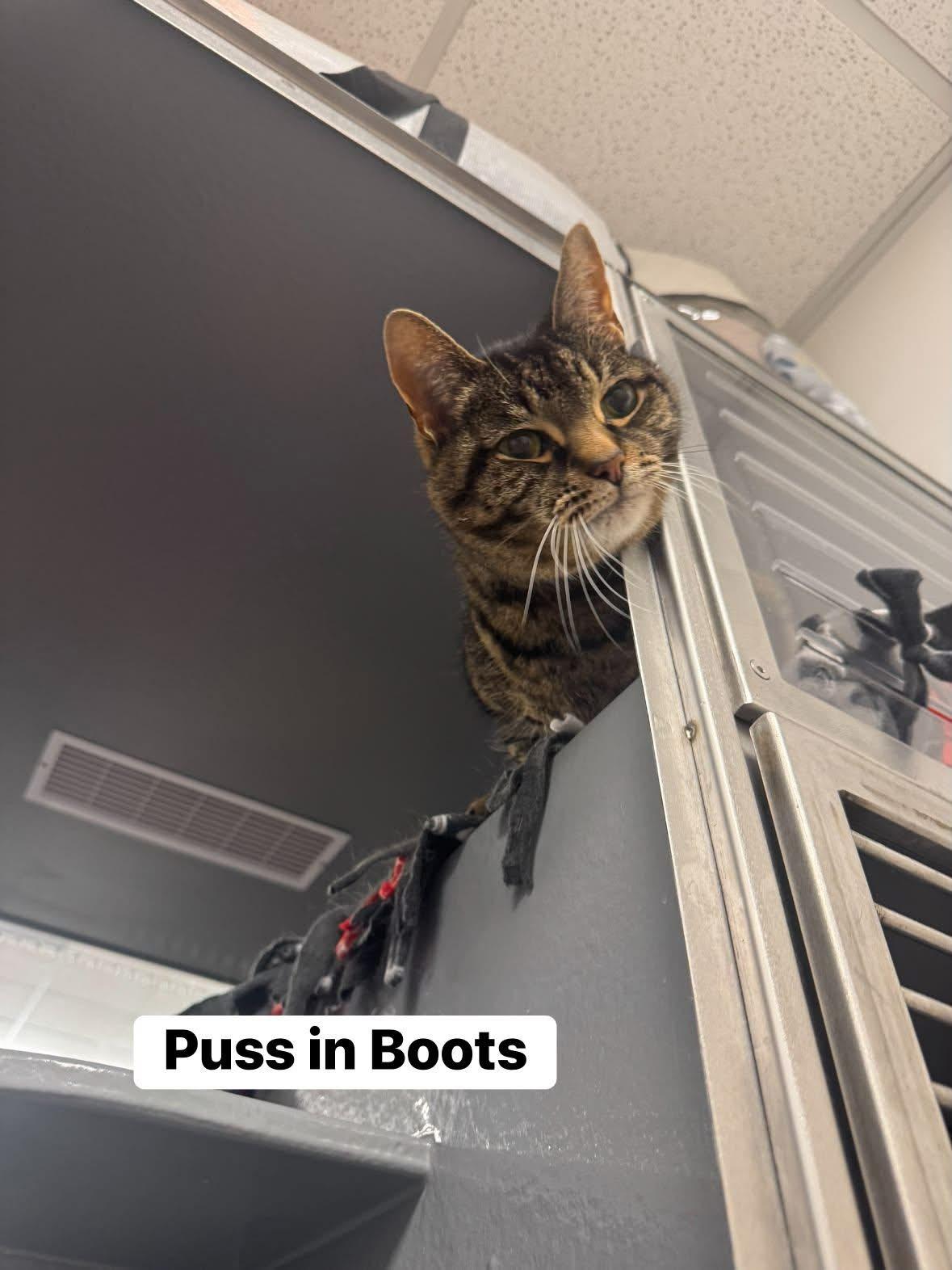 Puss in Boots, an adoptable Domestic Short Hair in Staten Island, NY image 6/6