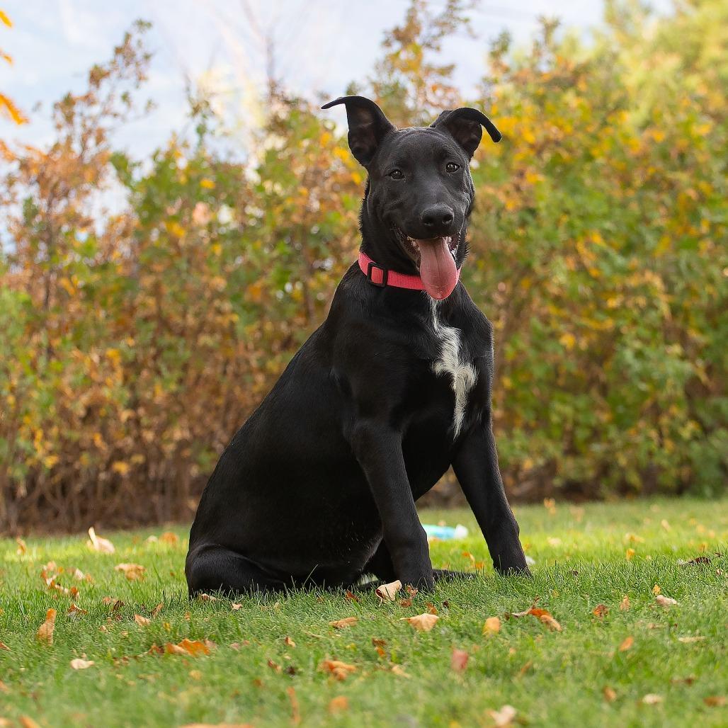 Enlarge Daphne, a Adoptable Black Labrador Retriever in Washoe Valley, NV image 1/4