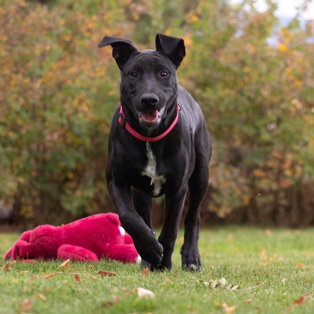 Enlarge Daphne, a Adoptable Black Labrador Retriever in Washoe Valley, NV image 2/4