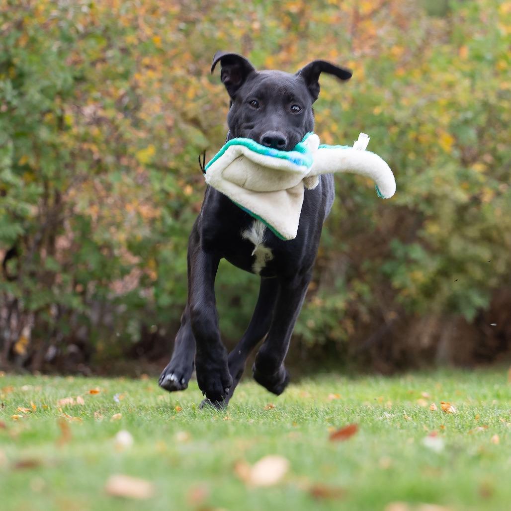 Enlarge Daphne, a Adoptable Black Labrador Retriever in Washoe Valley, NV image 3/4