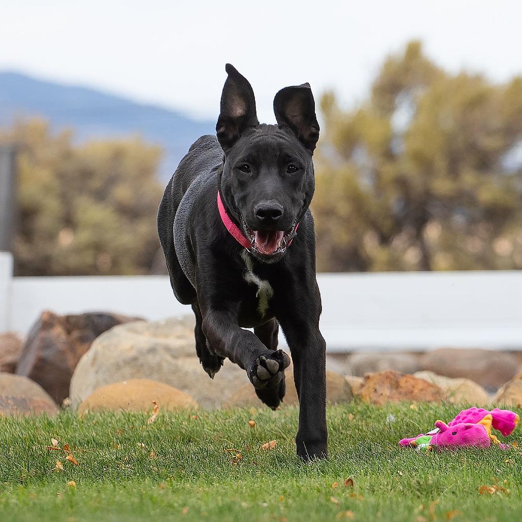 Enlarge Daphne, a Adoptable Black Labrador Retriever in Washoe Valley, NV image 4/4