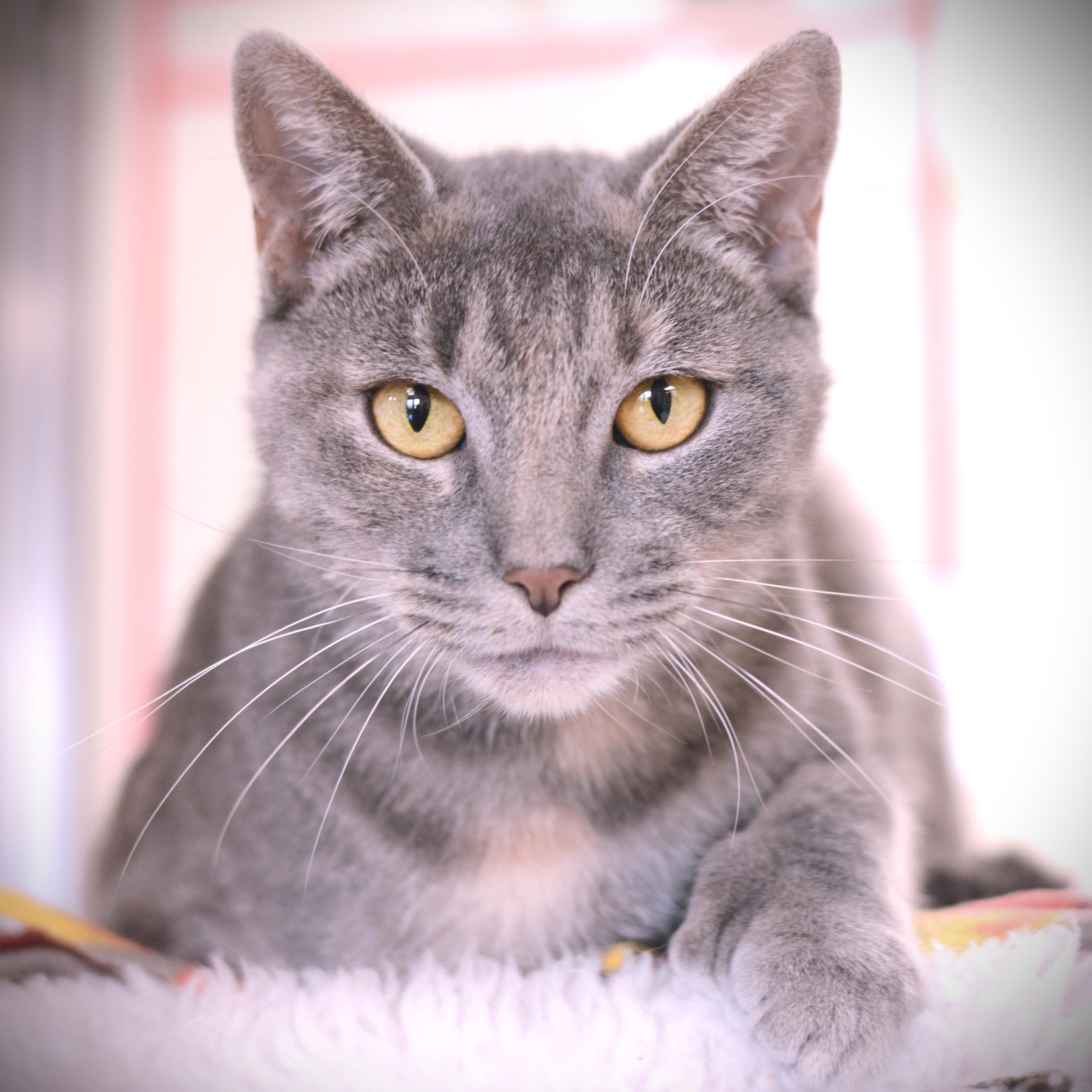 Enlarge Tinkerbell, a Adoptable Domestic Short Hair in Amsterdam, NY image 1/1