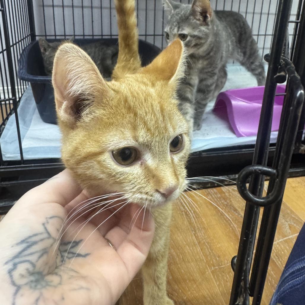 Tibetan, Adoptable, Kitten Male Domestic Short Hair.