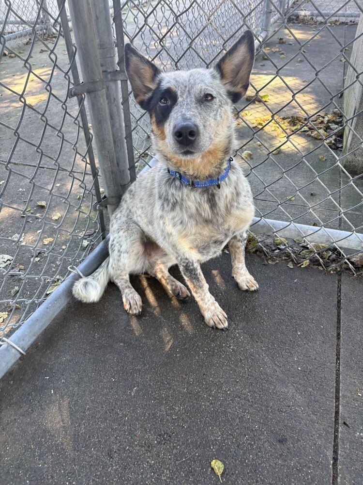 Enlarge Emma, a Adoptable mixed breed in Bowling Green, OH image 1/3
