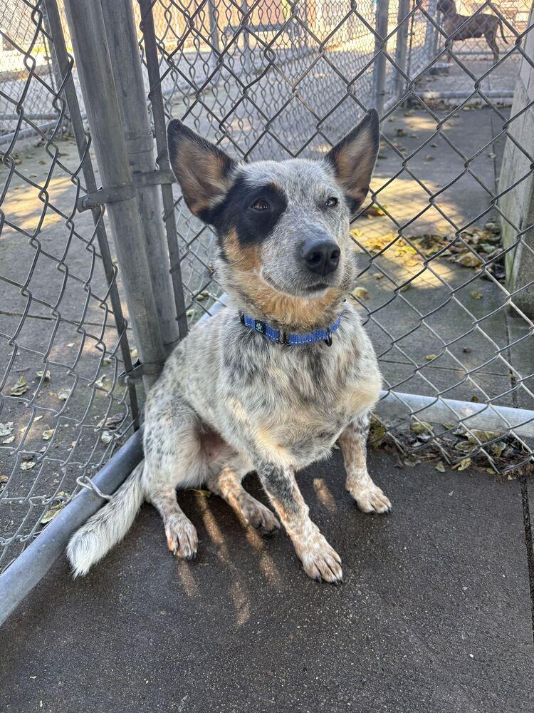 Enlarge Emma, a Adoptable mixed breed in Bowling Green, OH image 2/3